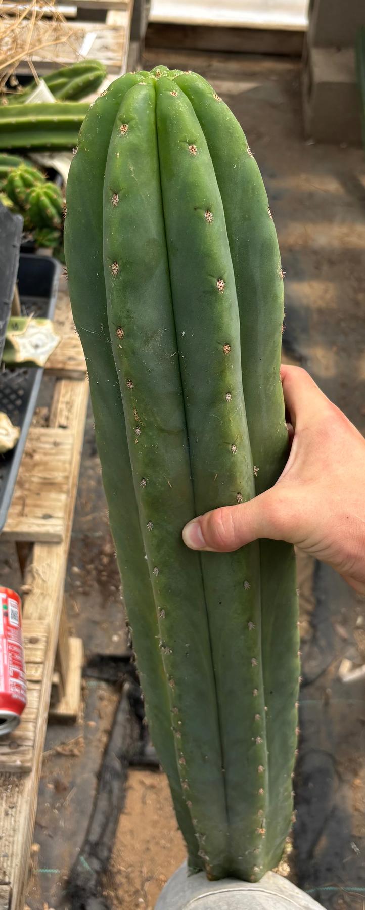 #EC216 Exact Trichocereus Hybrid Sharxx X Zed Scop 25” Cutting