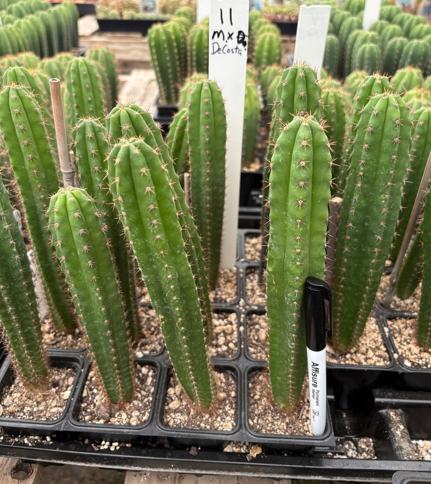 #EC225 Variety of Trichocereus Hybrid Cactus Bargain Potted Seedlings For Sale