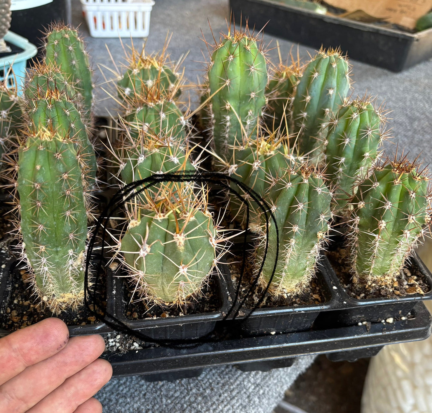#EC230 EXACT Trichocereus Peruvianus OP Seedlings from Peru Cactus
