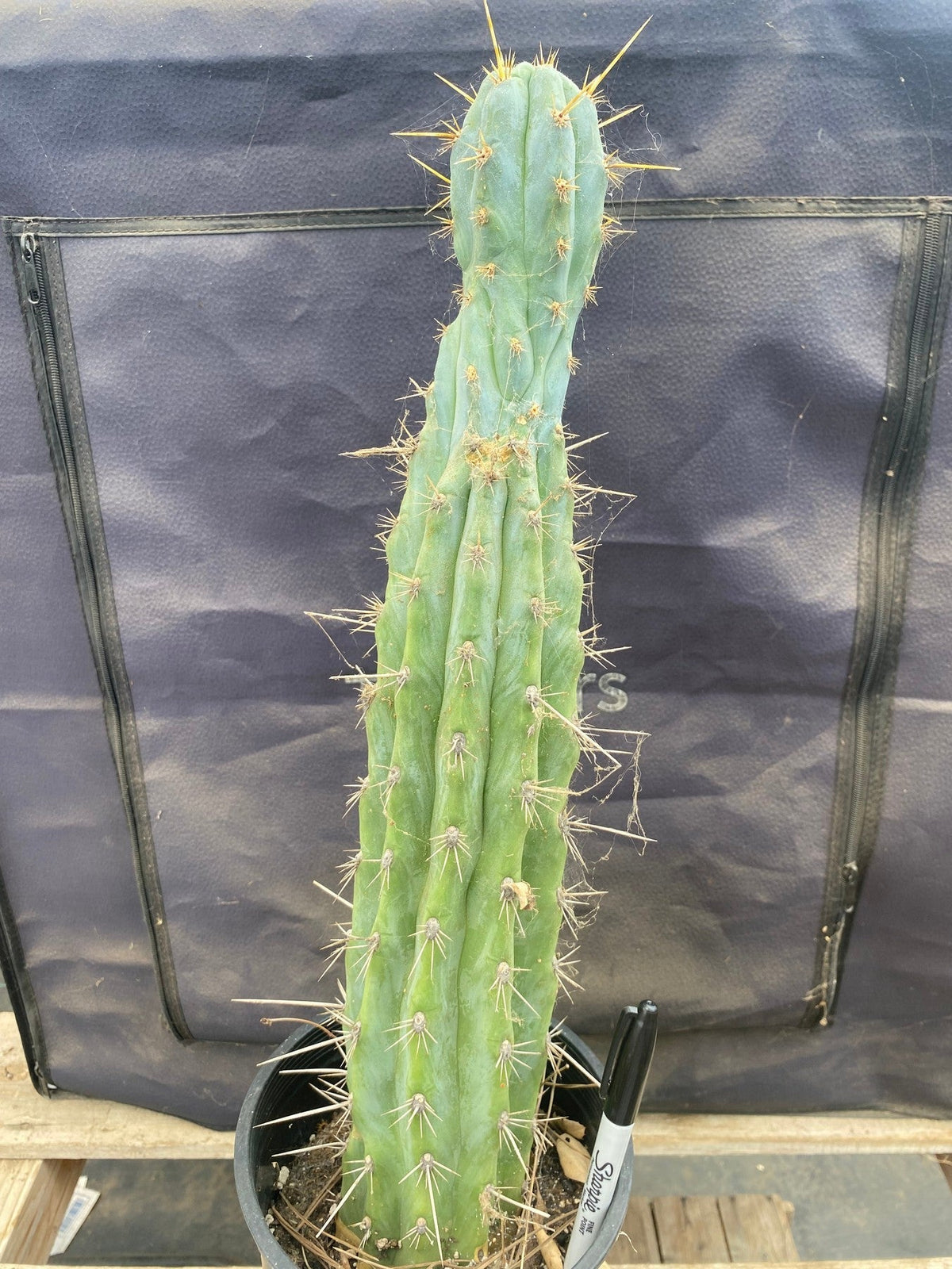 #EC236 EXACT Trichocereus "Lost Label" Cactus 18”