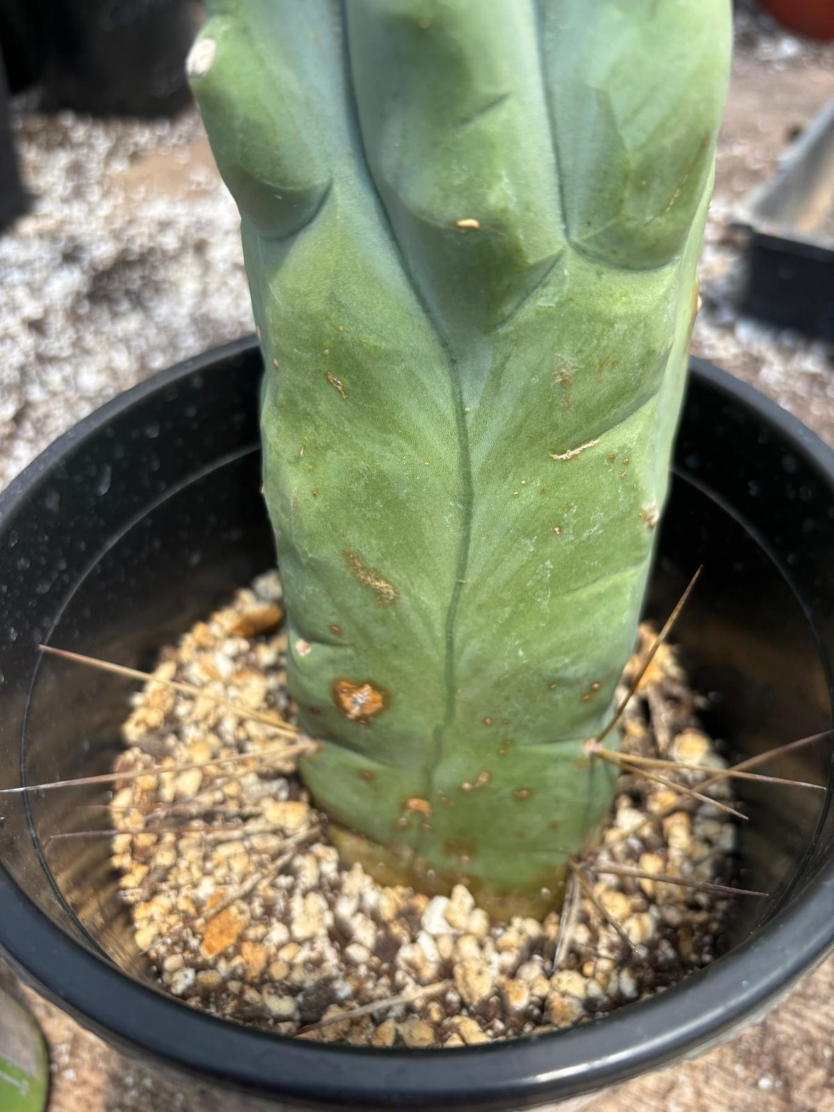 #EC24 EXACT Trichocereus Bridgesii TBM Penis monstrose Long Form Cactus 12”