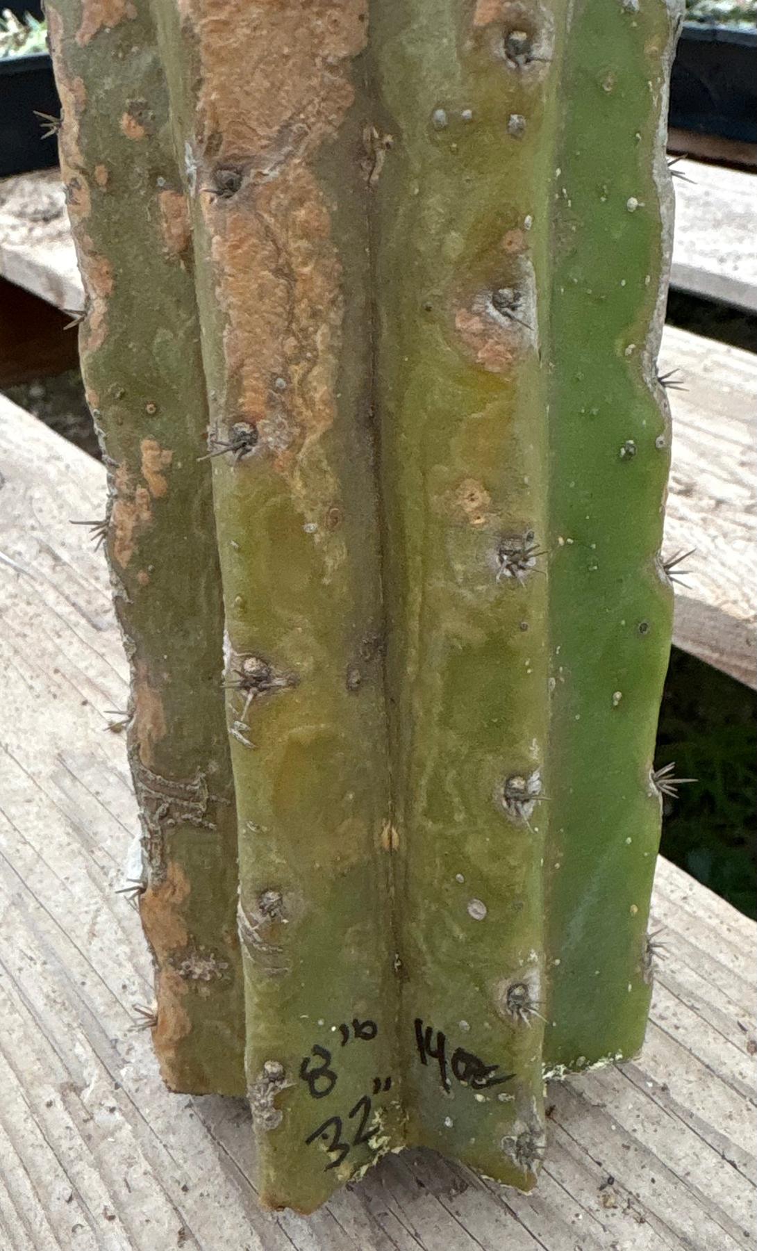 #EC242 EXACT Trichocereus Pachanoi PC LONG Cactus Cutting 32”