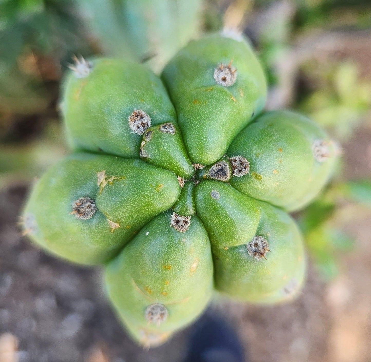 #EC250 EXACT Trichocereus Pachanoi "soontobenamed" Cactus Cutting 8-10"