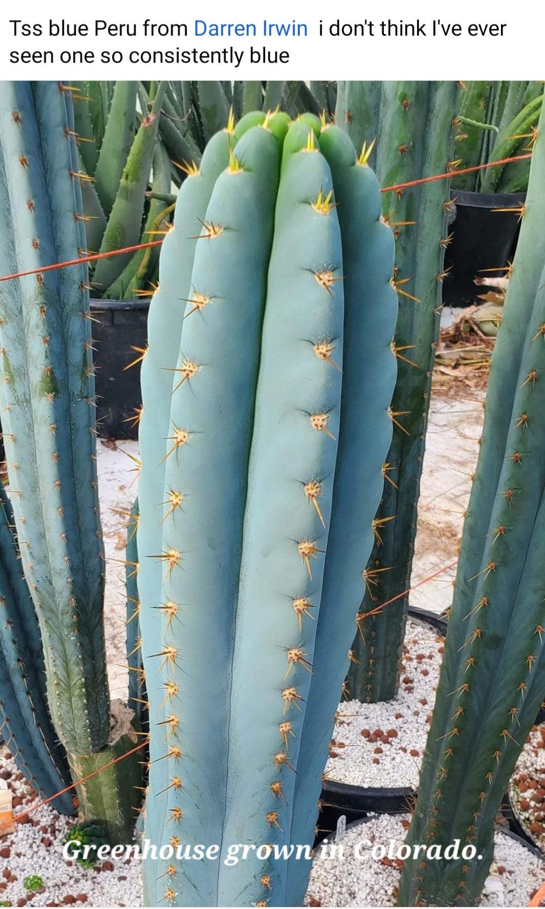 #EC259 Trichocereus Peruvianus TSSBP-OP Cactus Seedlings