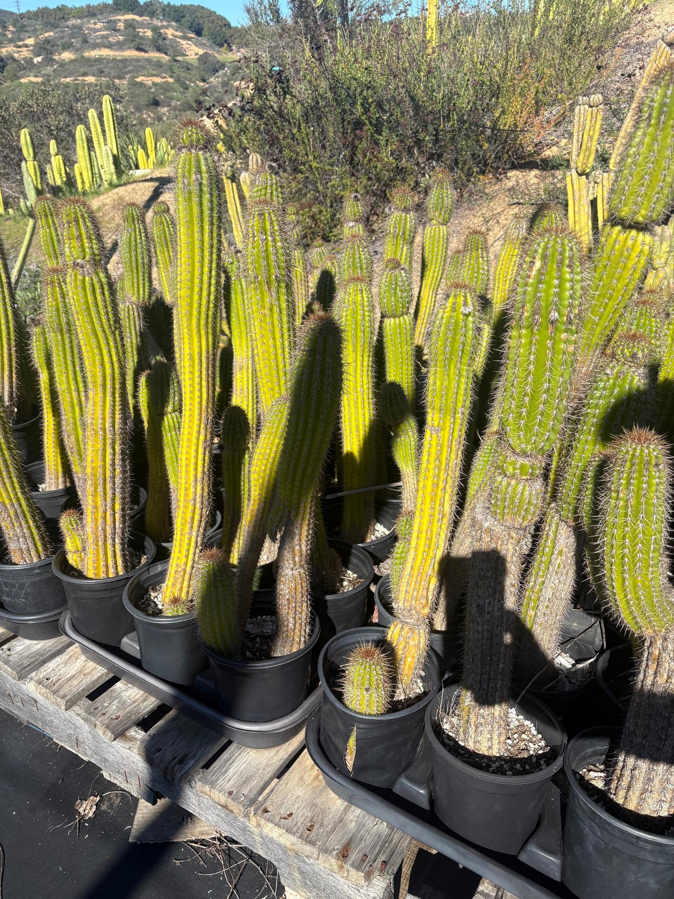 #EC27 EXACT Trichocereus Spacianus Golden Torch Cactus Potted w 30”+