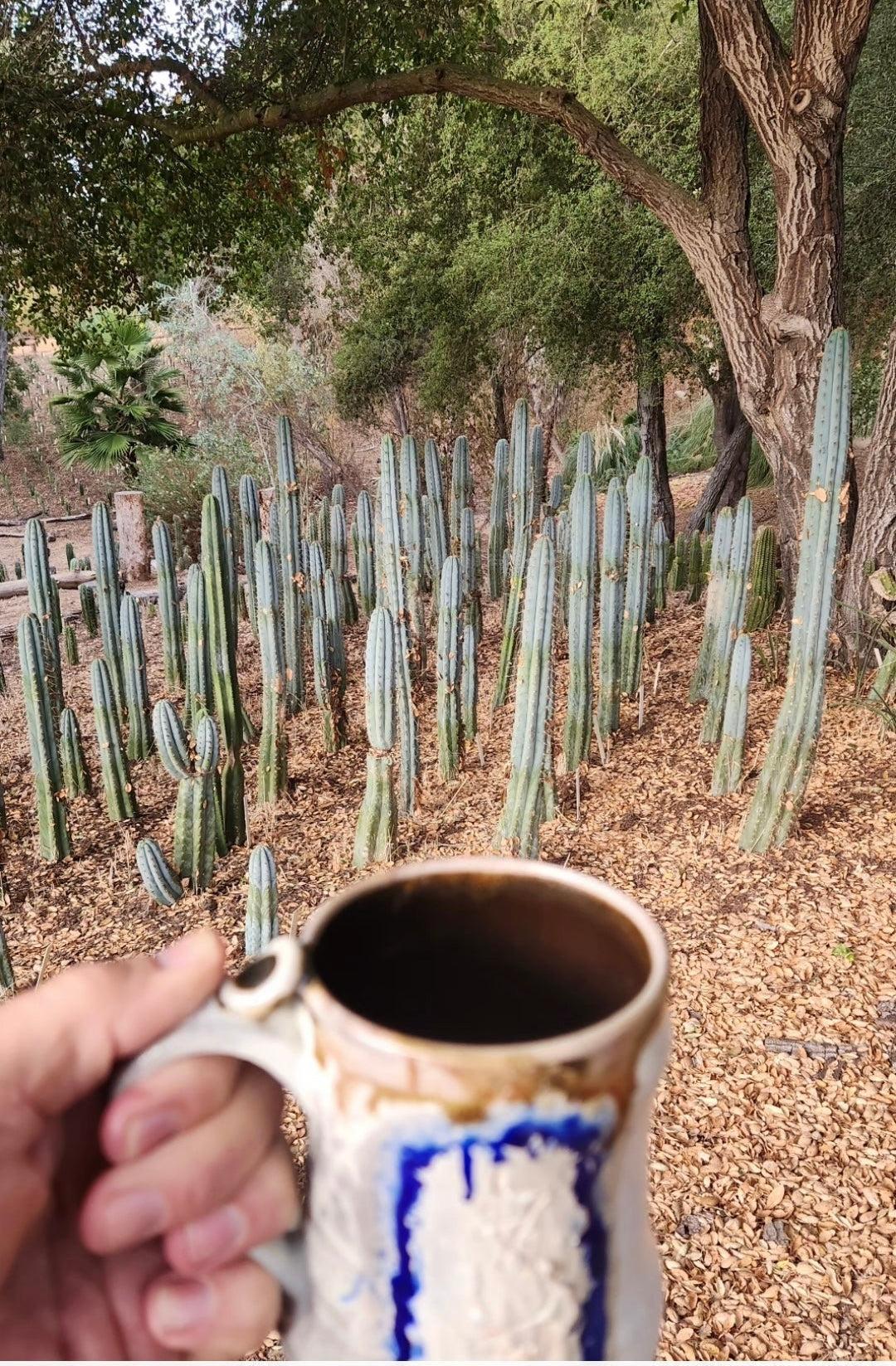 #EC287 EXACT Trichocereus Peruvianus TSSBP Peru Cactus Giant 4’ CUTTING 48”