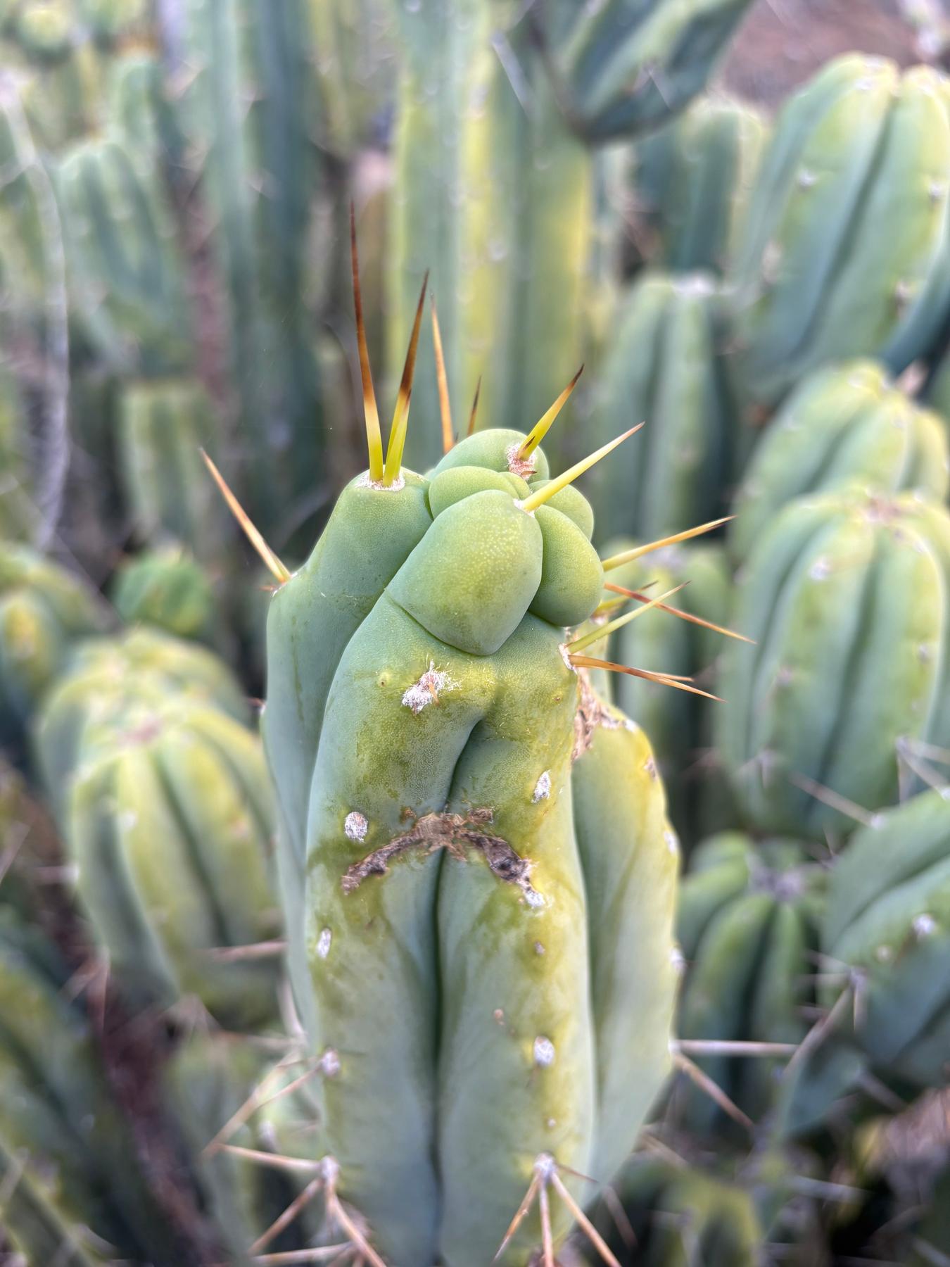 #EC309 EXACT Trichocereus Bridgesii Jiimz Pigeon Cactus Cutting 12” approx