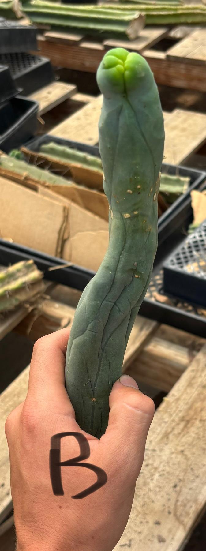 #EC41 EXACT Trichocereus Bridgesii Monstrose TBM Penis Cactus Long Form cuttings