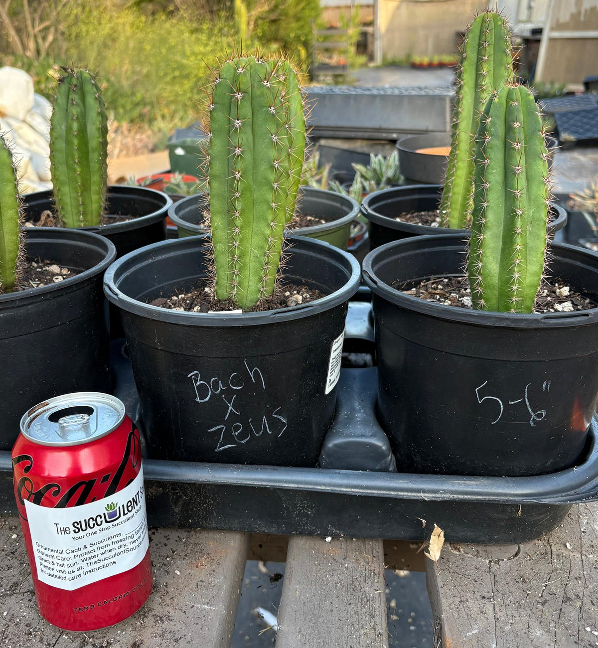 #EC51 EXACT Trichocereus Pachanoi Bach X Zeus 5-6” potted