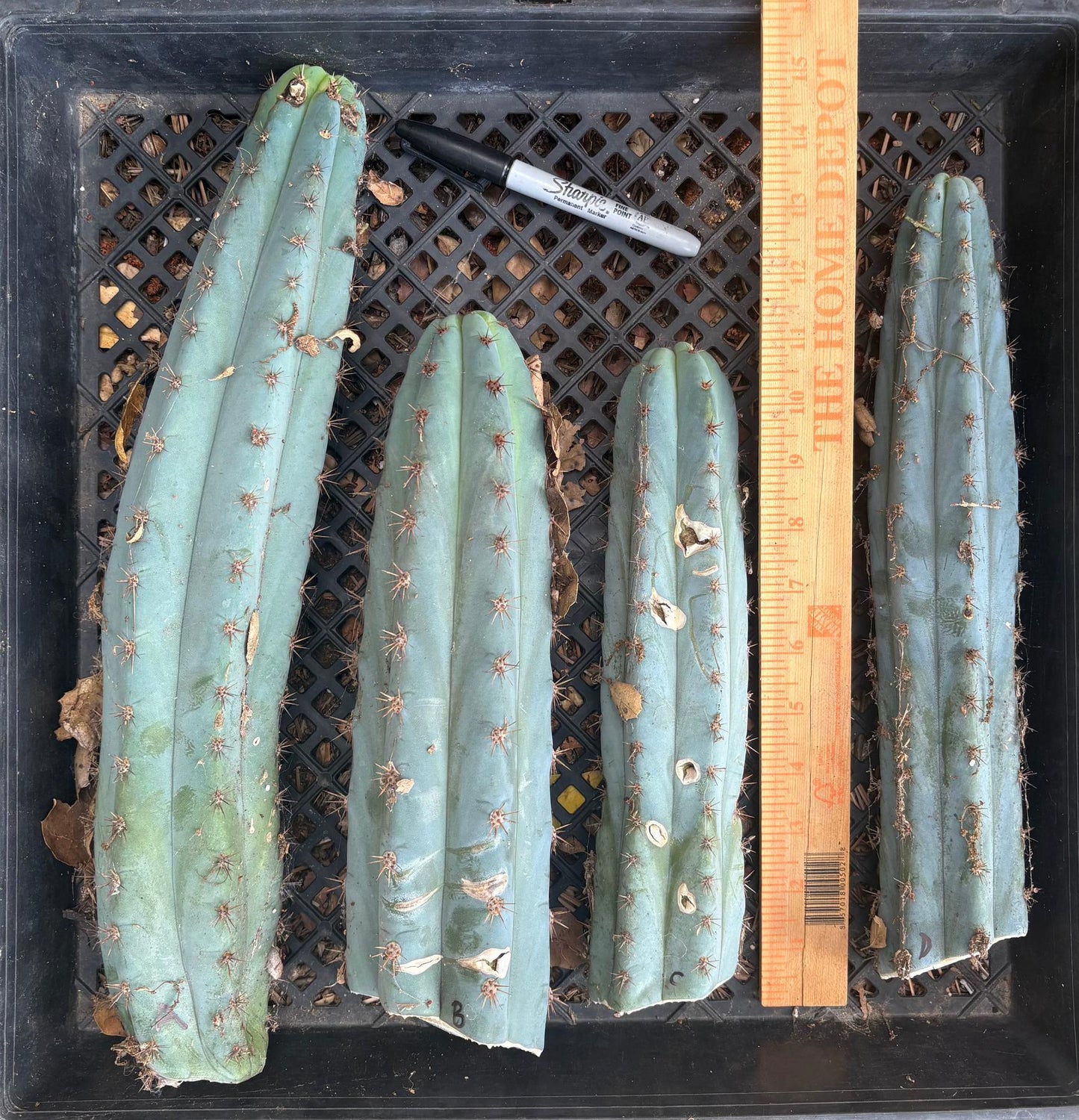 #EC62 EXACT Trichocereus Peruvianus TSSBP Blue Peru BARGAIN Cactus Cuttings