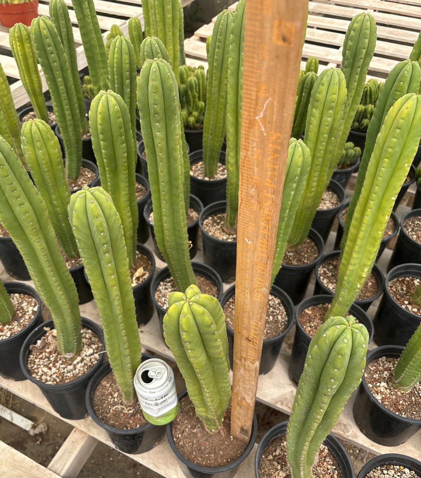 #EC63 Exact Trichocereus Scopulicola X TPC Cactus Potted options
