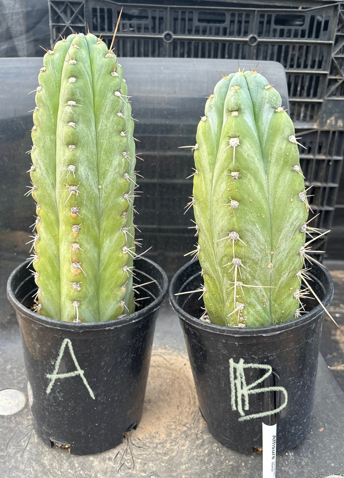 #EC81 EXACT Trichocereus Peruvianus TSSBP Potted Cactus A or B