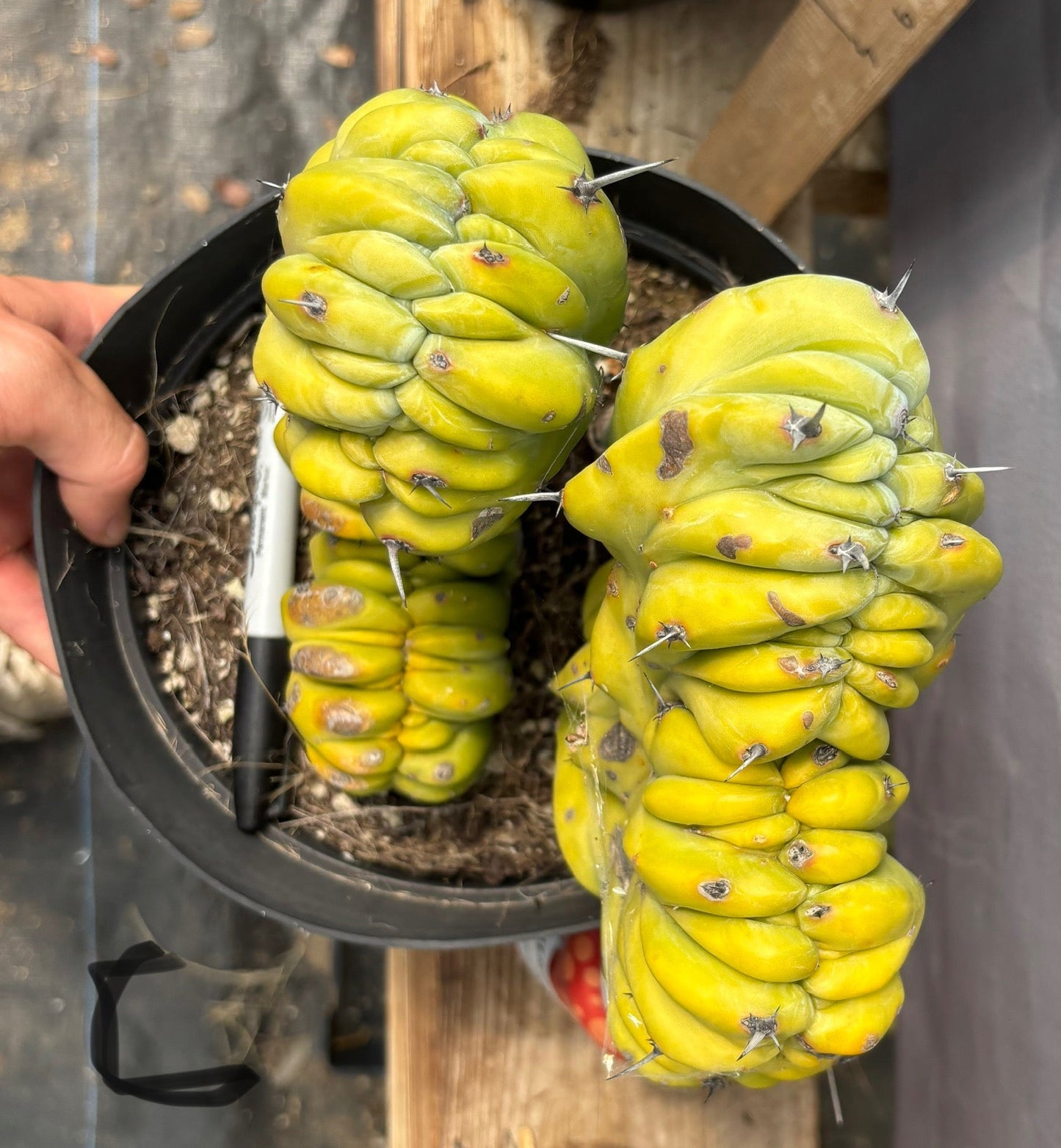 #EC87 Myrtillocactus Geometrizans Blue Candle Crested Cactus potted