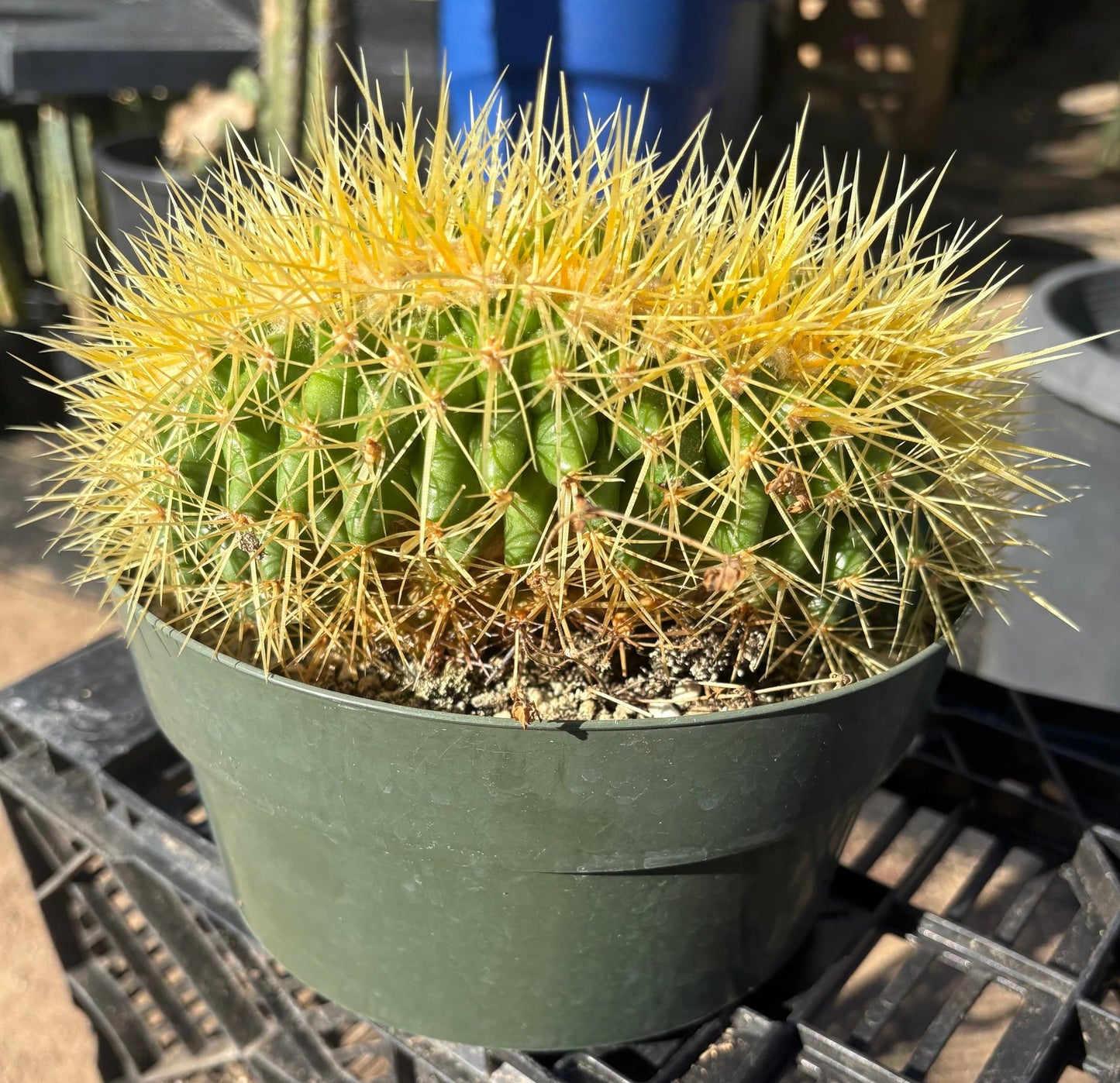 #EC90 Exact Crested Echinocactus Grusonii Golden Barrel Cactus Crested specimen