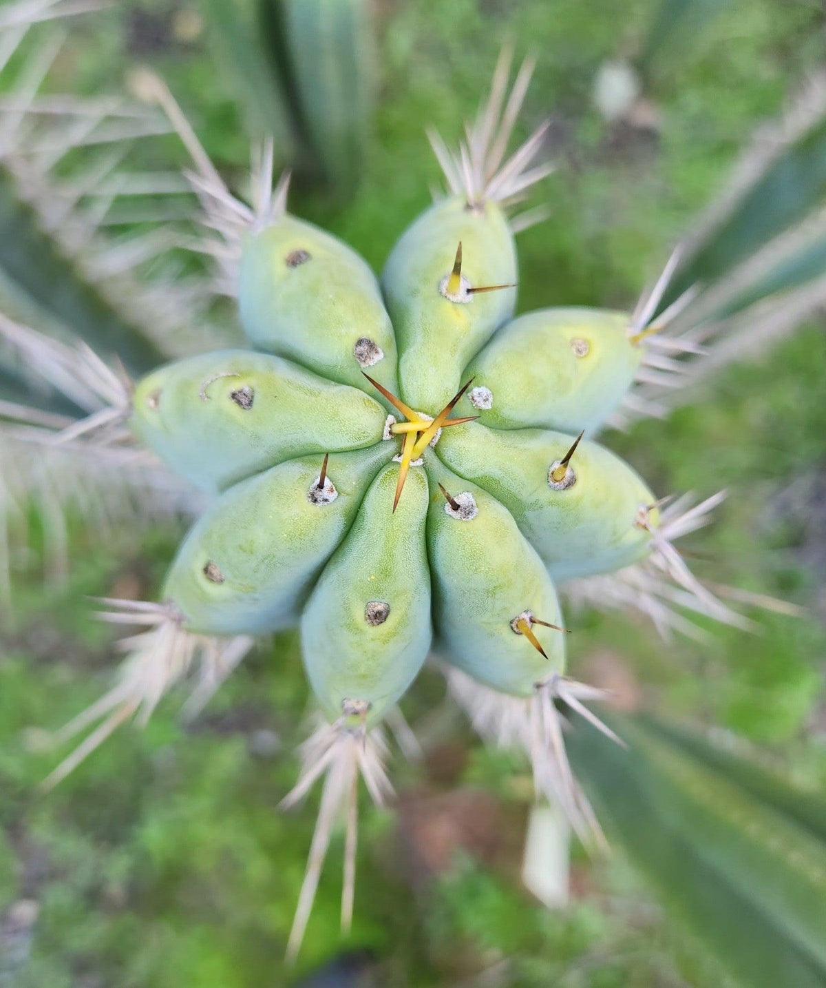 #EC97 Trichocereus Peruvianus "Lumberjack" Cactus Cuttings