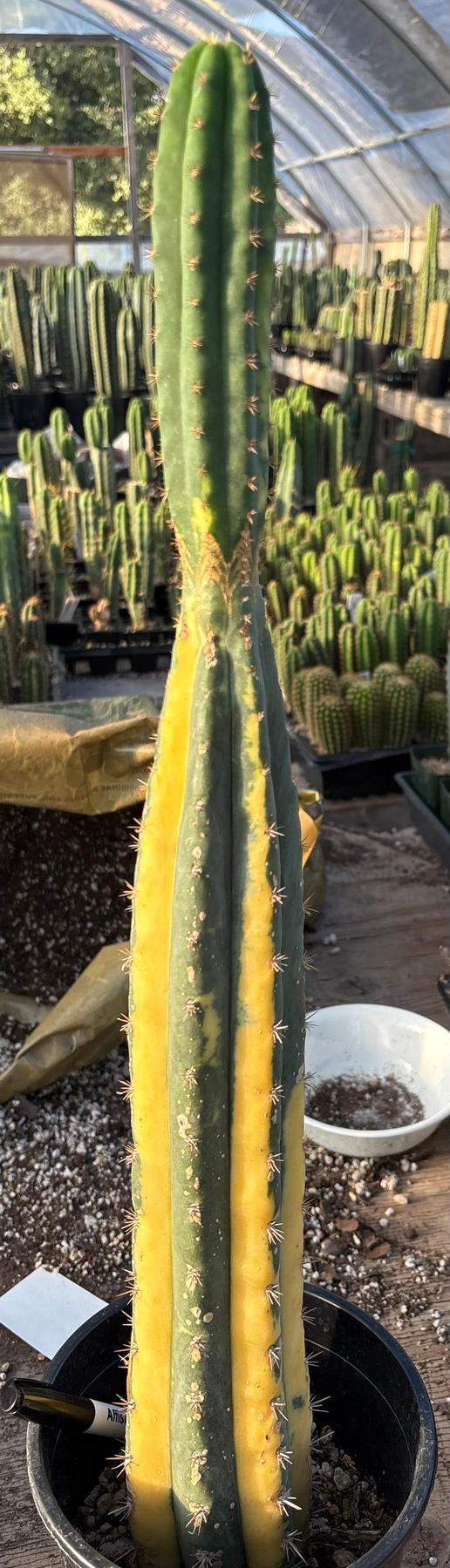 #EC98 EXACT Trichocereus Pachanoi Variegated cactus "China Gold"