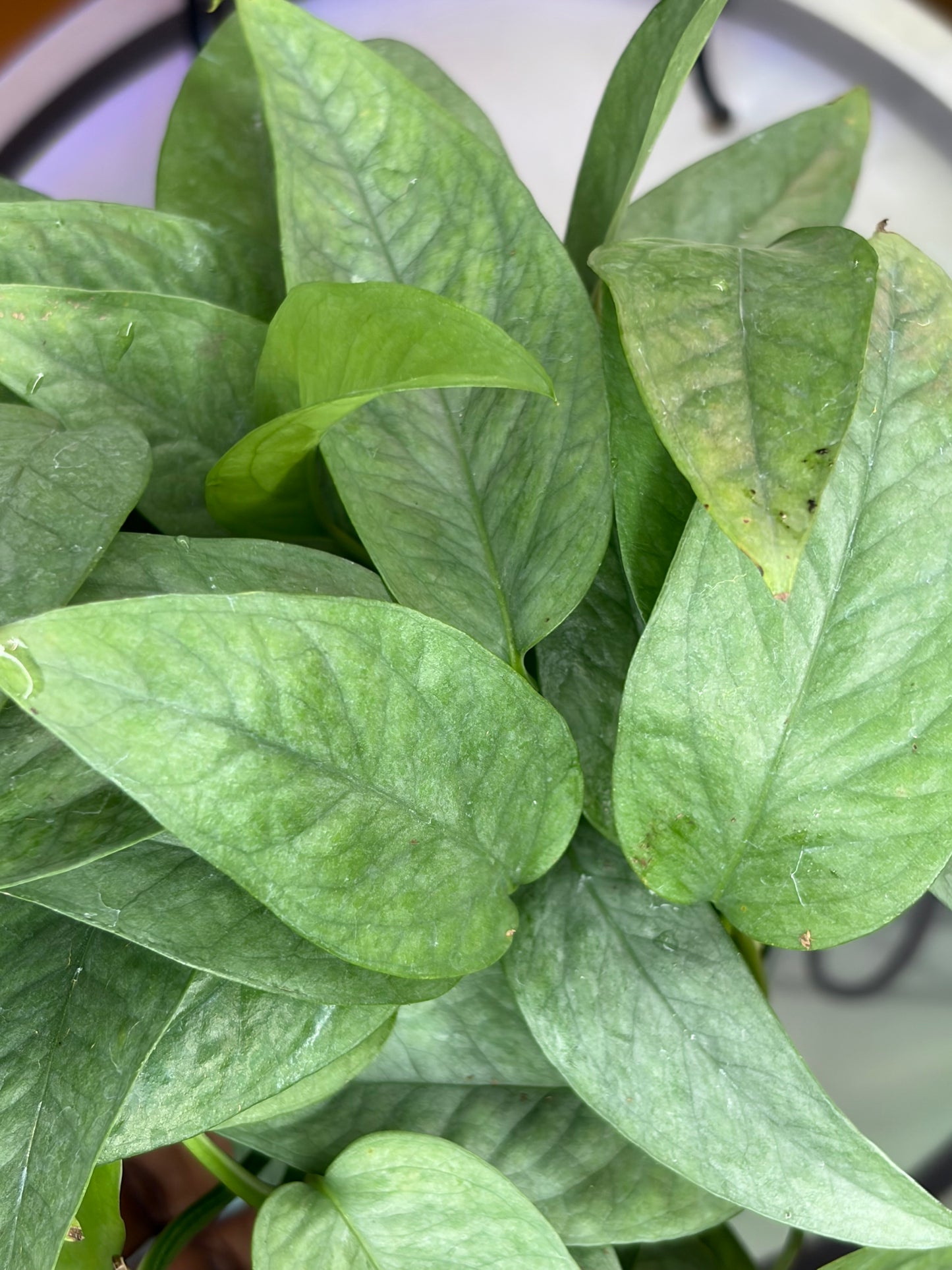 Pothos Cebu Blue
