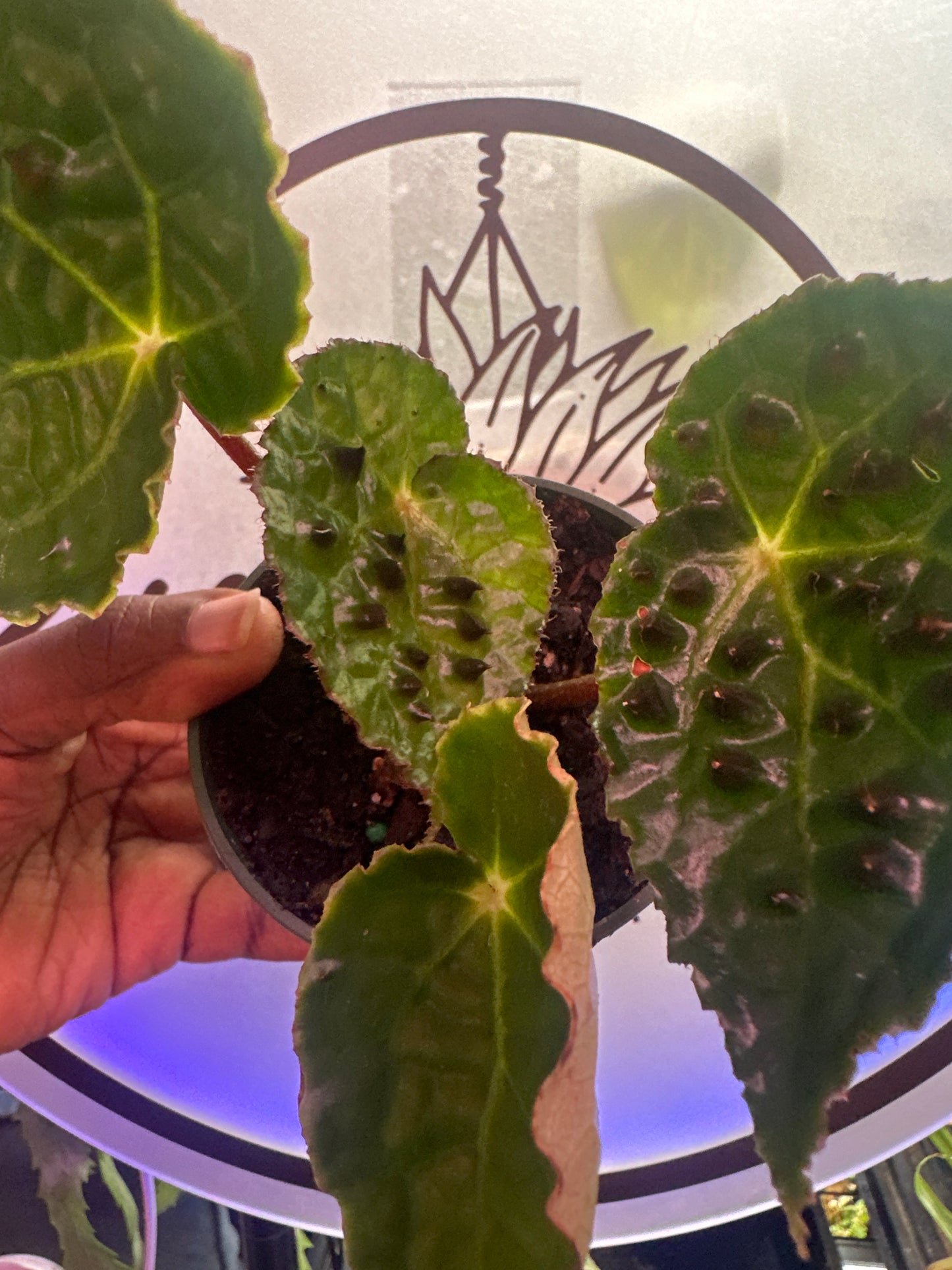 Begonia Ferox