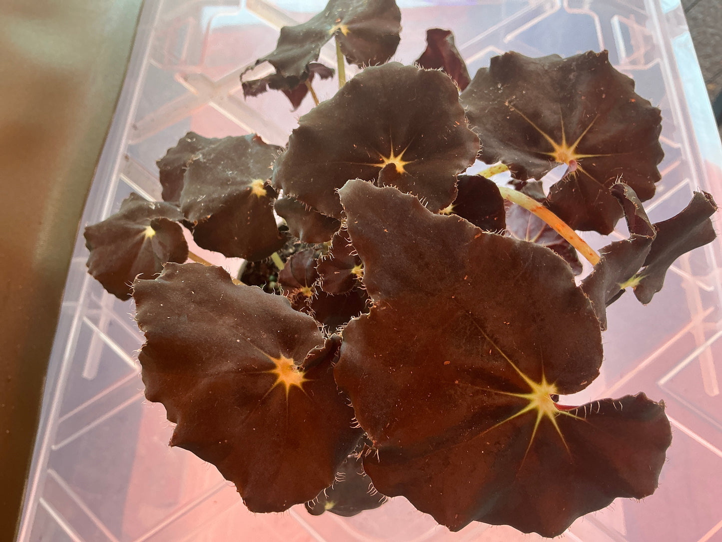 Begonia Spirit of Zanzibar