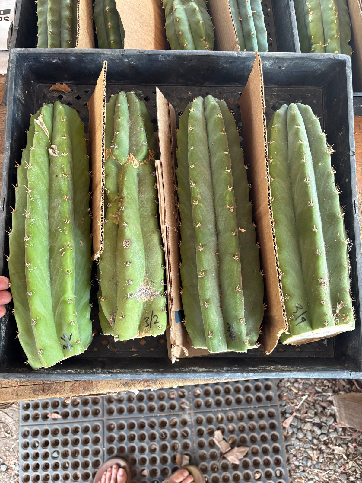 Trichocereus Pachanoi San Pedro PC Grafting Cactus Cuttings and Potted