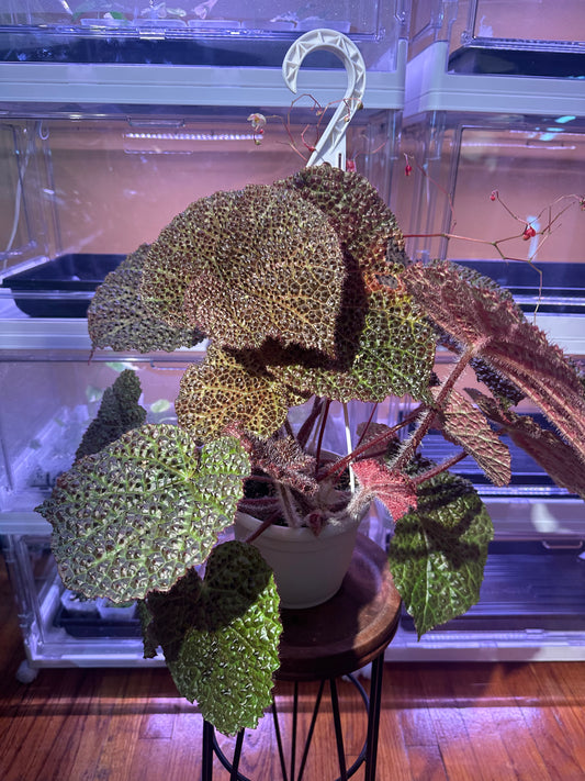Begonia Melanobullata X Iron Cross Tricolor