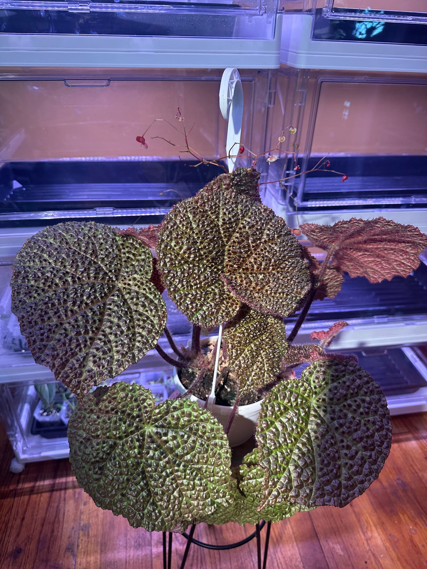Begonia Melanobullata X Iron Cross Tricolor