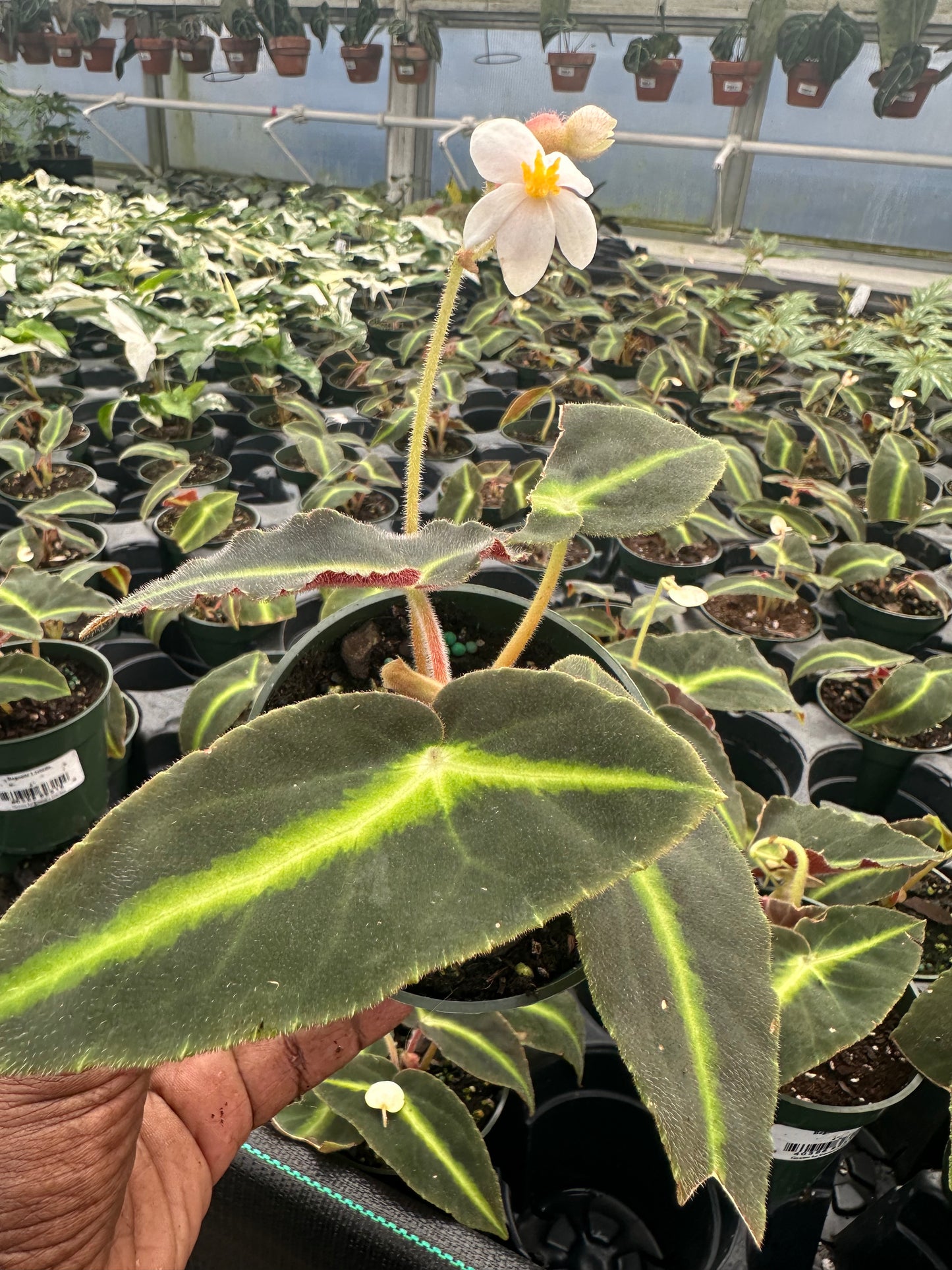 Begonia Listada | 4” Pot