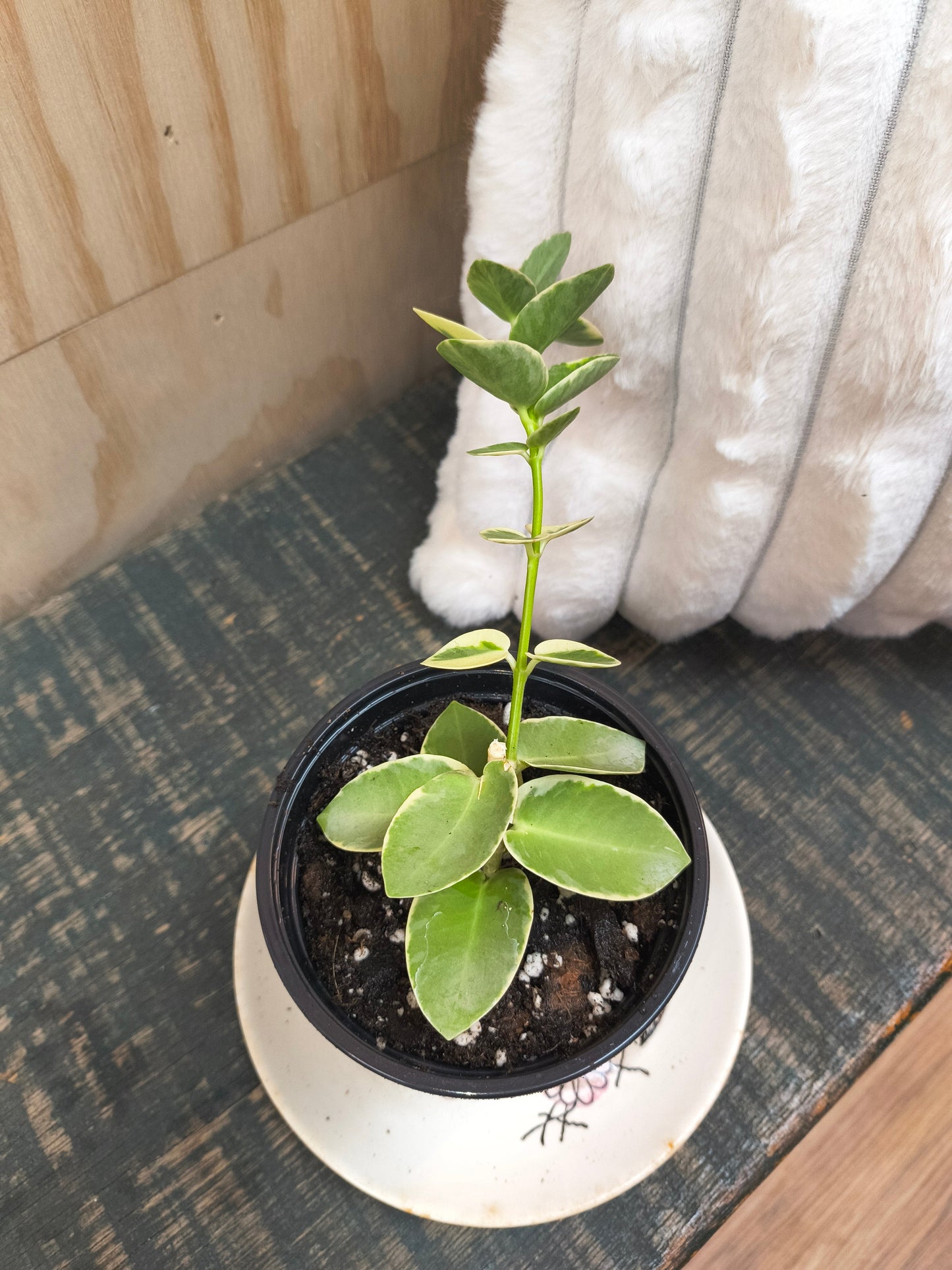 Hoya cumingiana albo