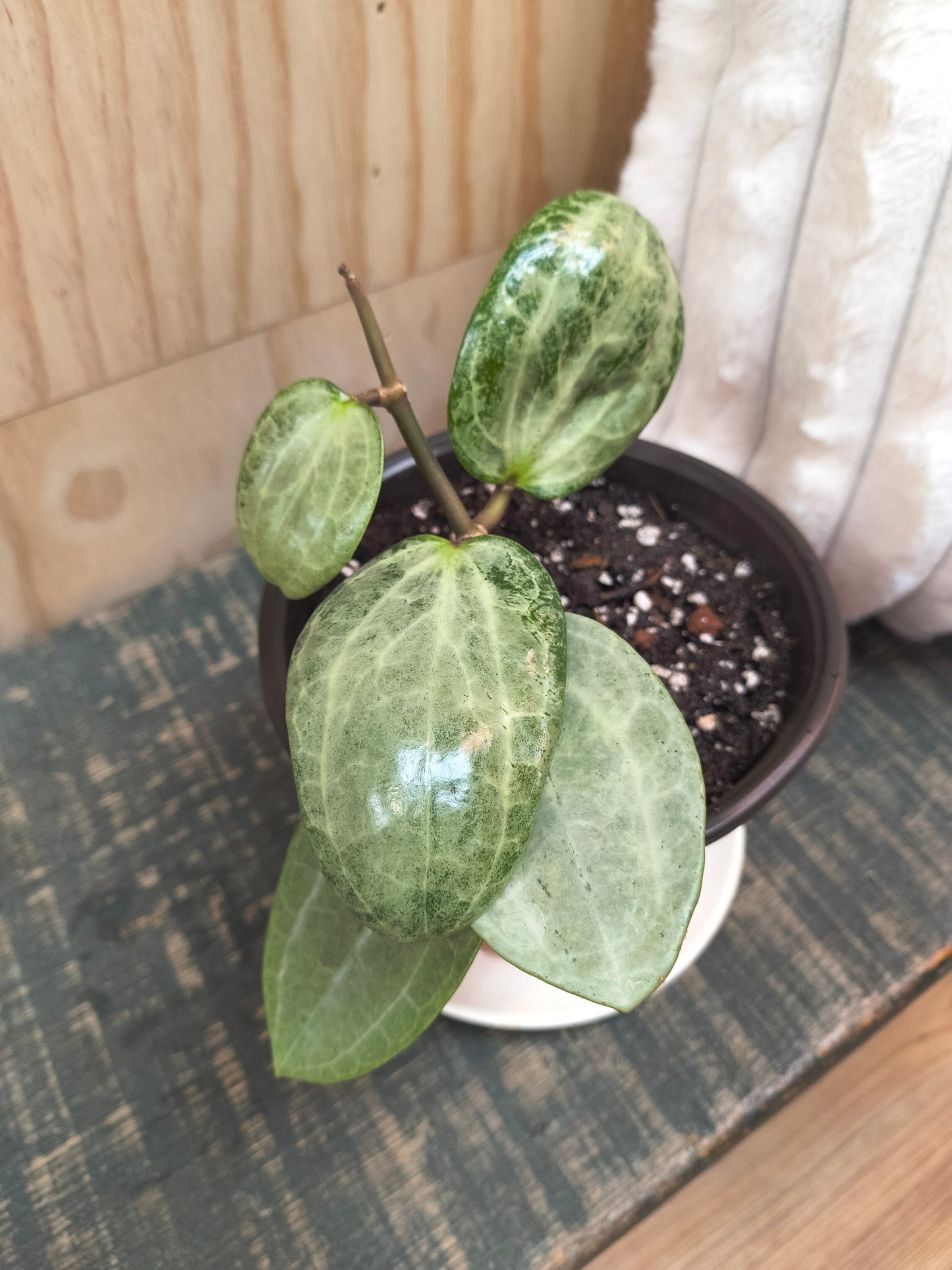 hoya latifolia silver