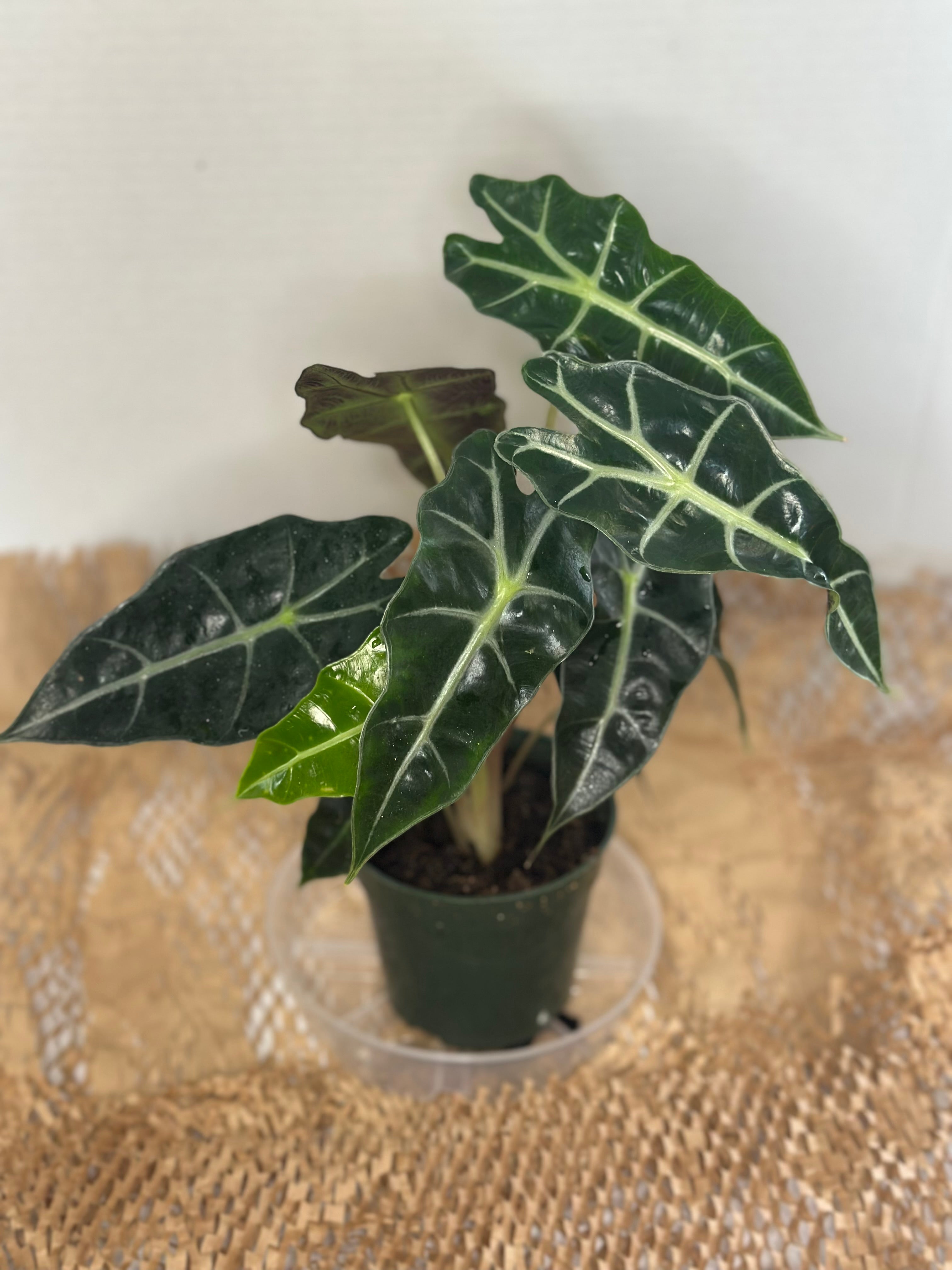 🌿 Alocasia amazonica (African Mask Plant)