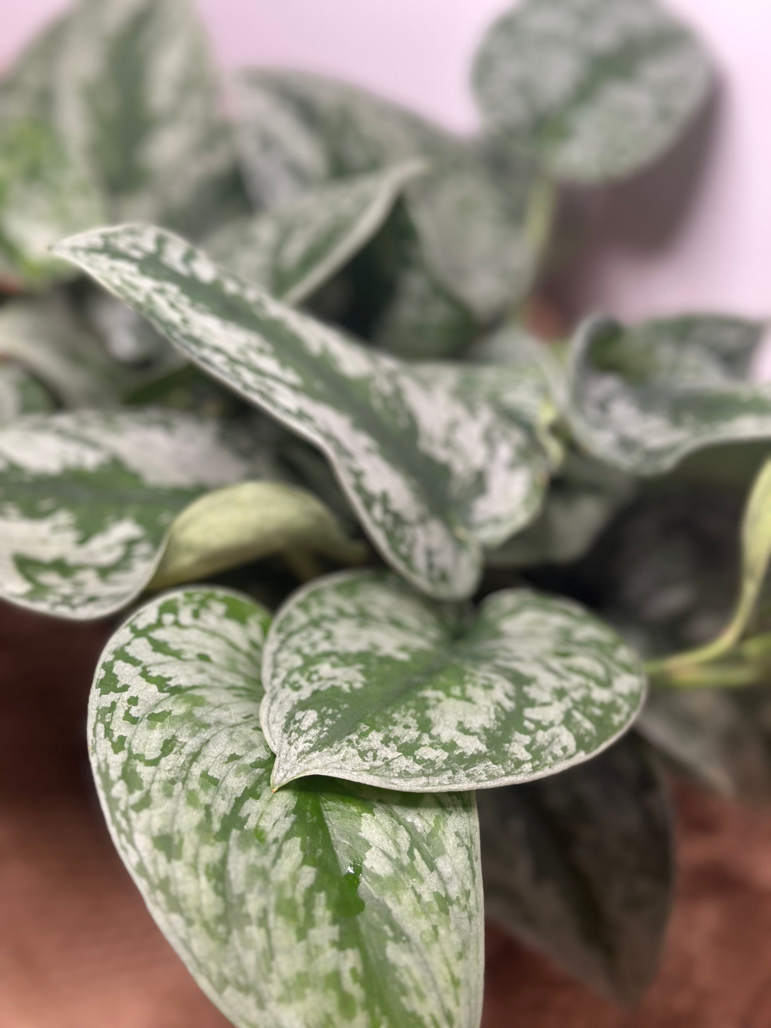 ✨ Scindapsus Pictus Argyraeus 'Silver Satin Pothos' (Satin Pothos)