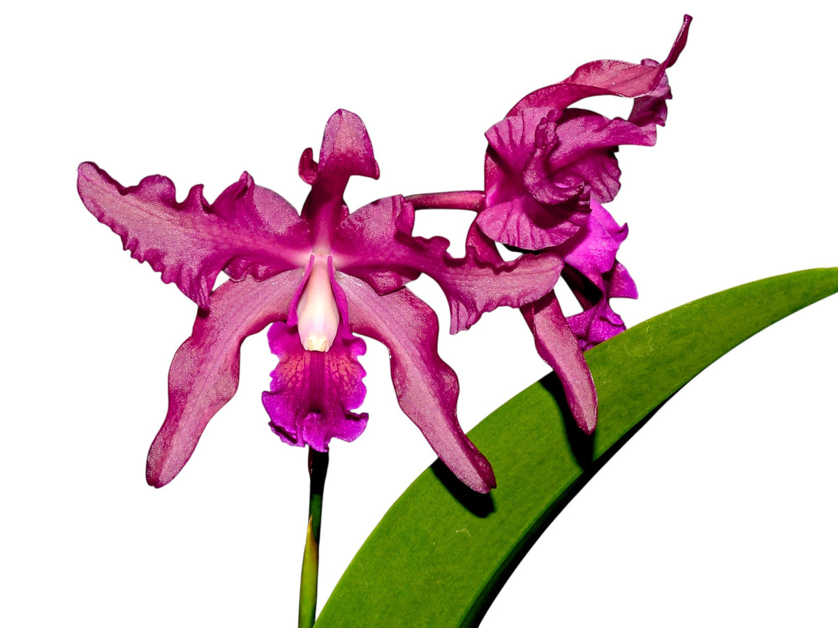 Laeliocattleya Margaret Ackerley