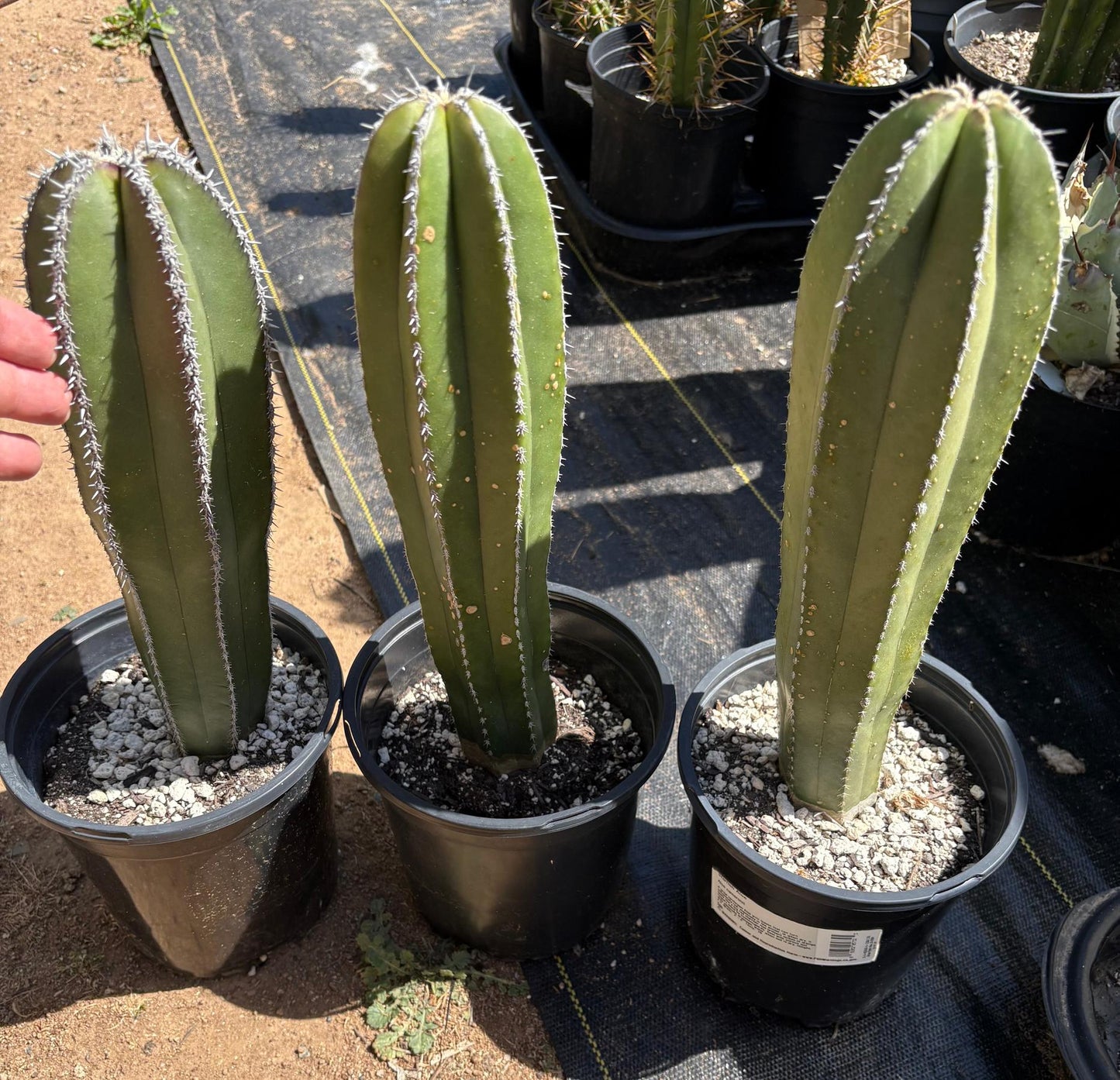 Pachycereus Marginatus Mexican Fence Post Cactus Potted and Cuttings