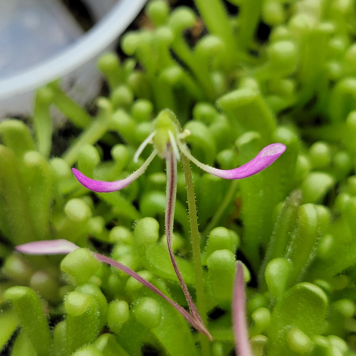 Pinguicula "Baby Medusa"