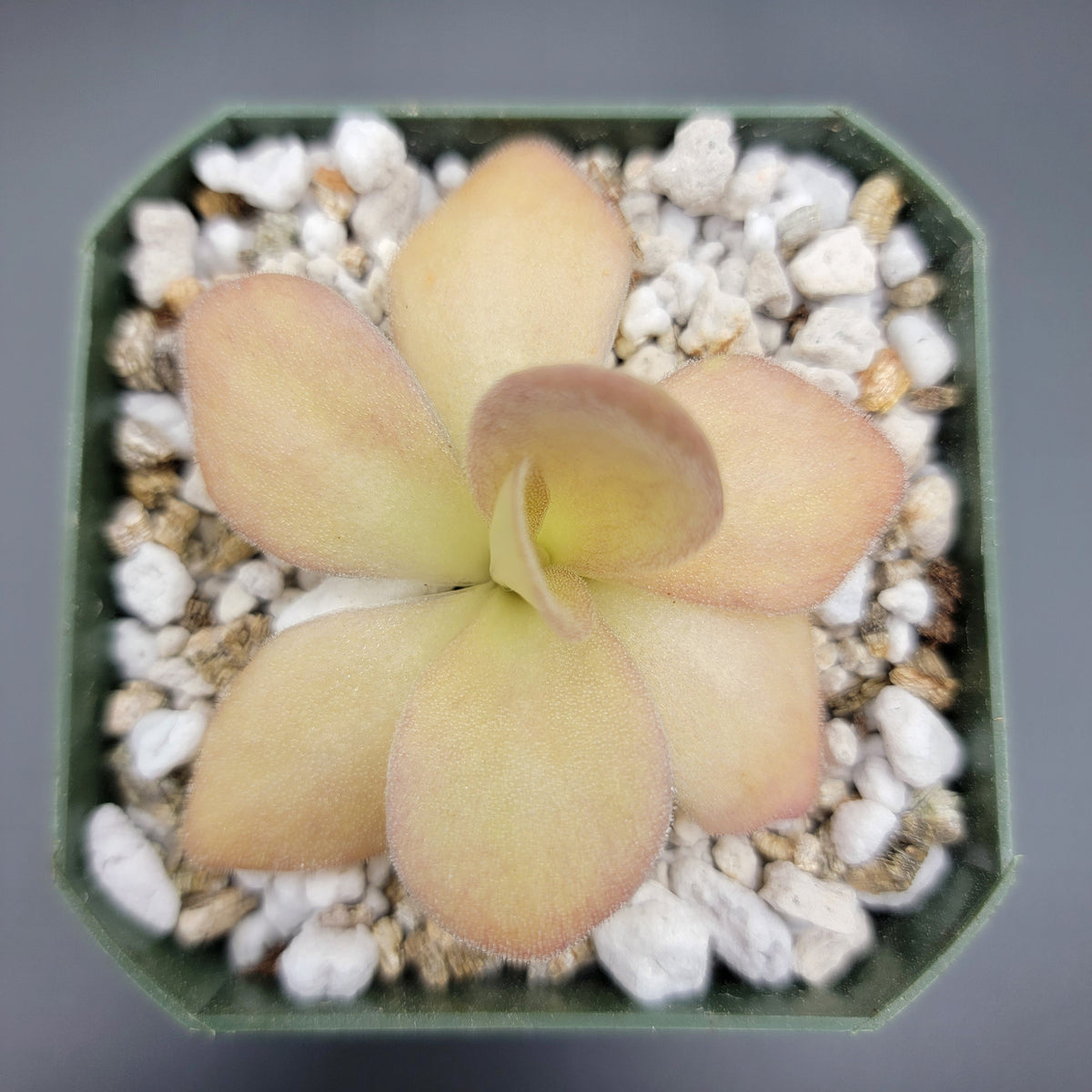 Pinguicula agnata {Zimapan, Hidalgo, Méx}