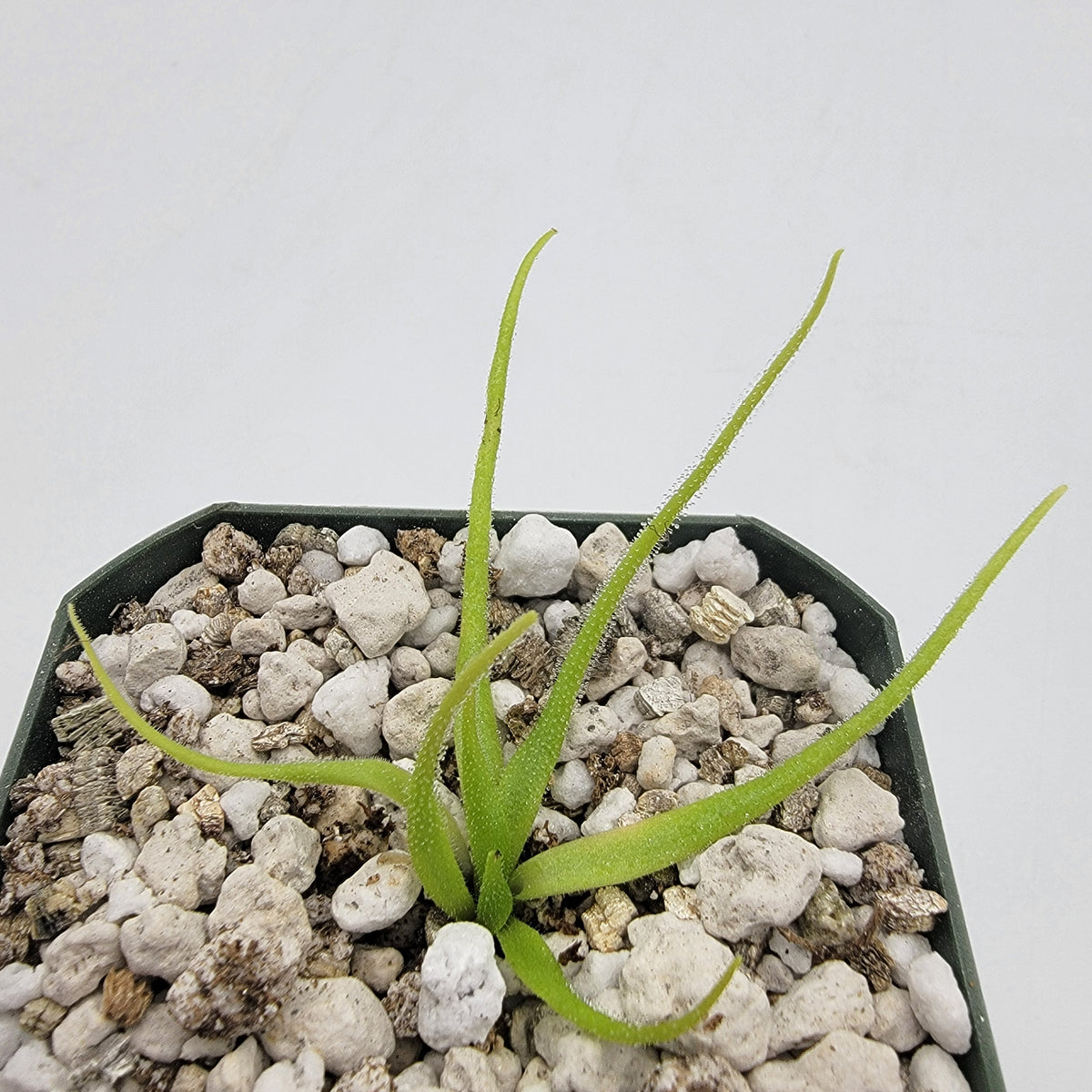 Pinguicula heterophylla