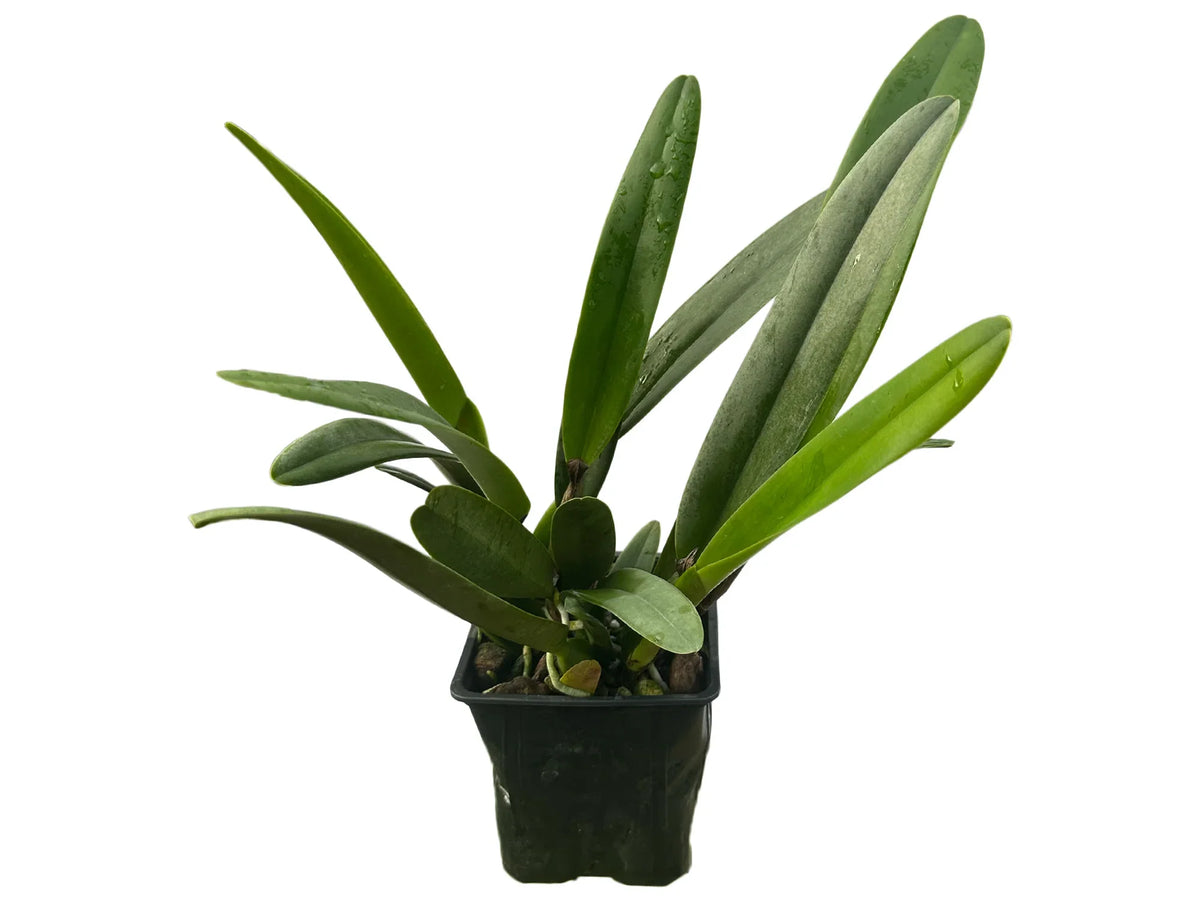 Rhyncholaeliocattleya Apopka Autumn