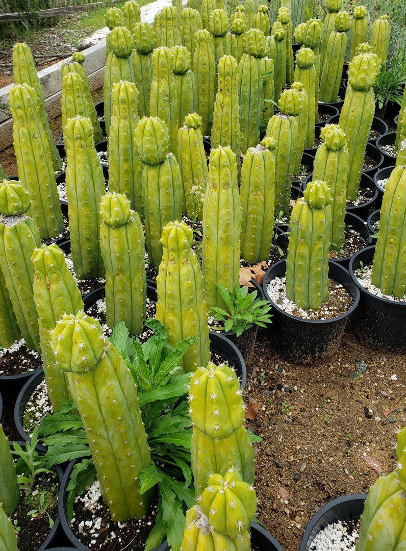 Trichocereus Pachanoi PC Common Ornamental Cactus 12"-15" Potted