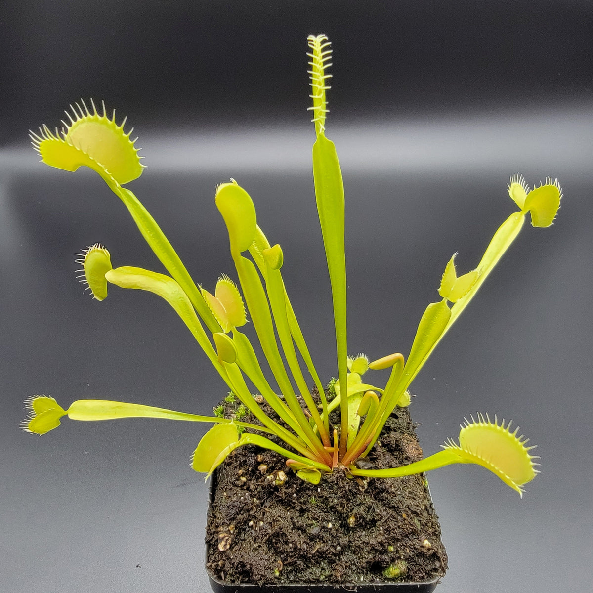 Venus flytrap (Dionaea muscipula) 'B52' x 'DC-XL'