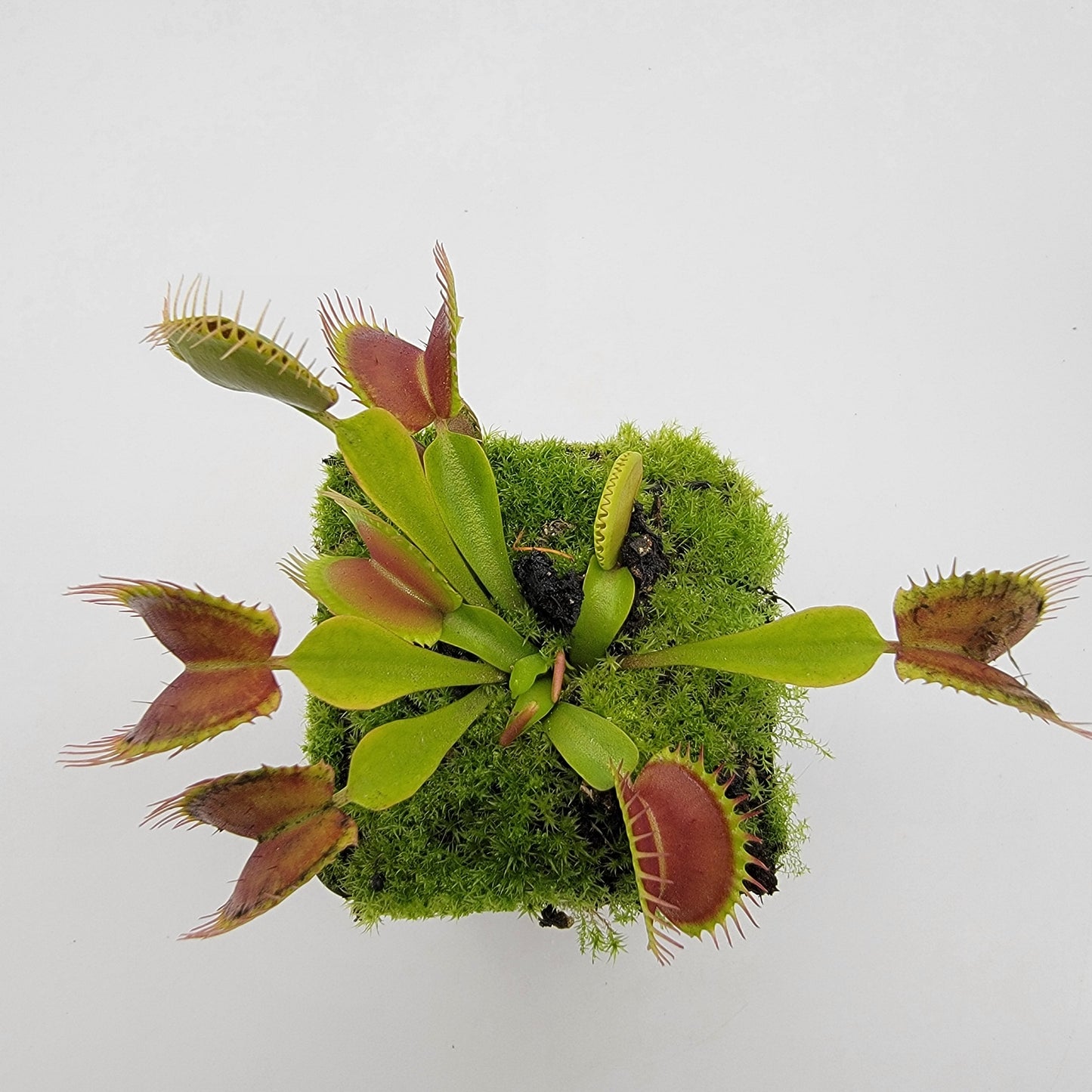 Venus flytrap (Dionaea muscipula) "Pinnacle" x 'DC-XL'