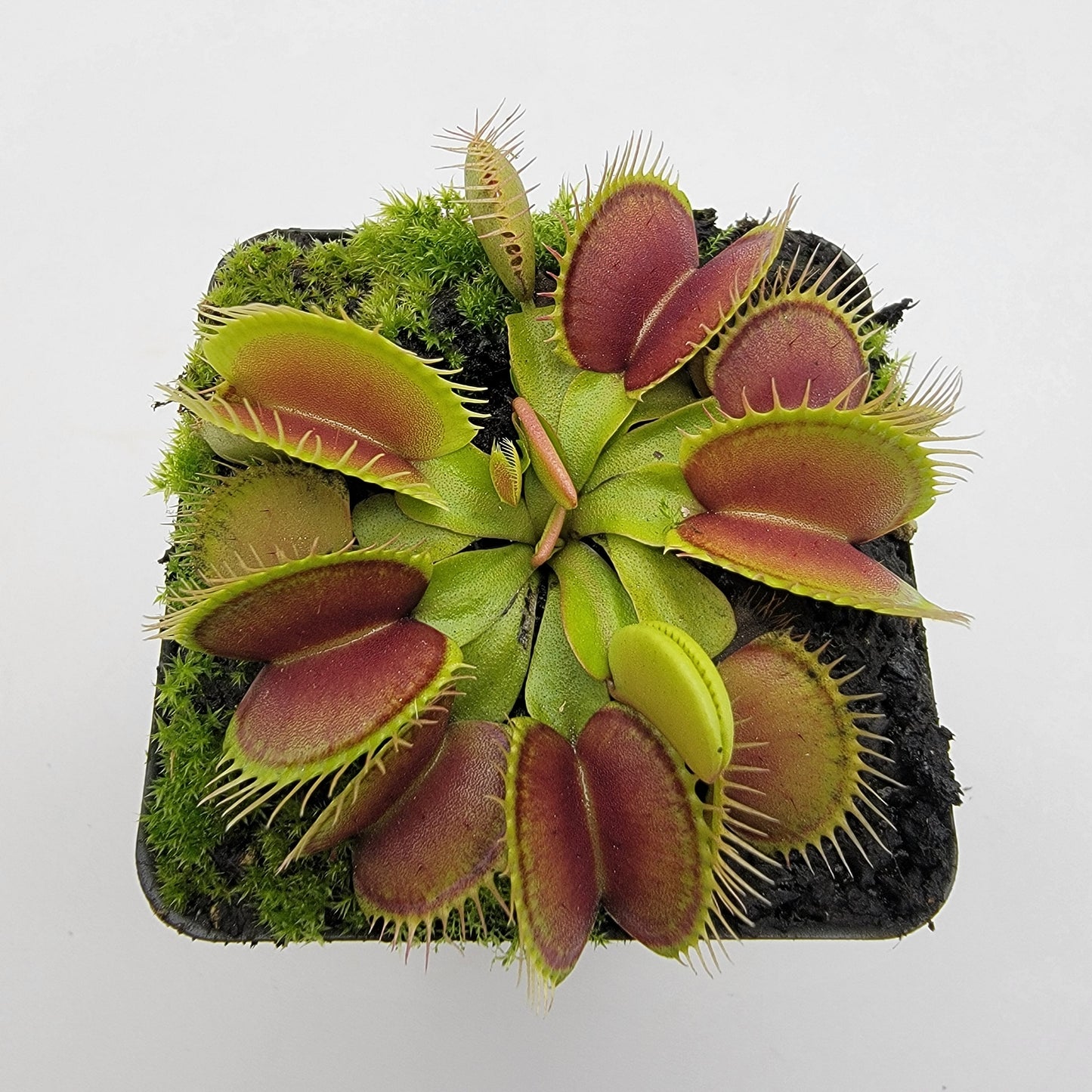 Venus flytrap (Dionaea muscipula) 'South West Giant'