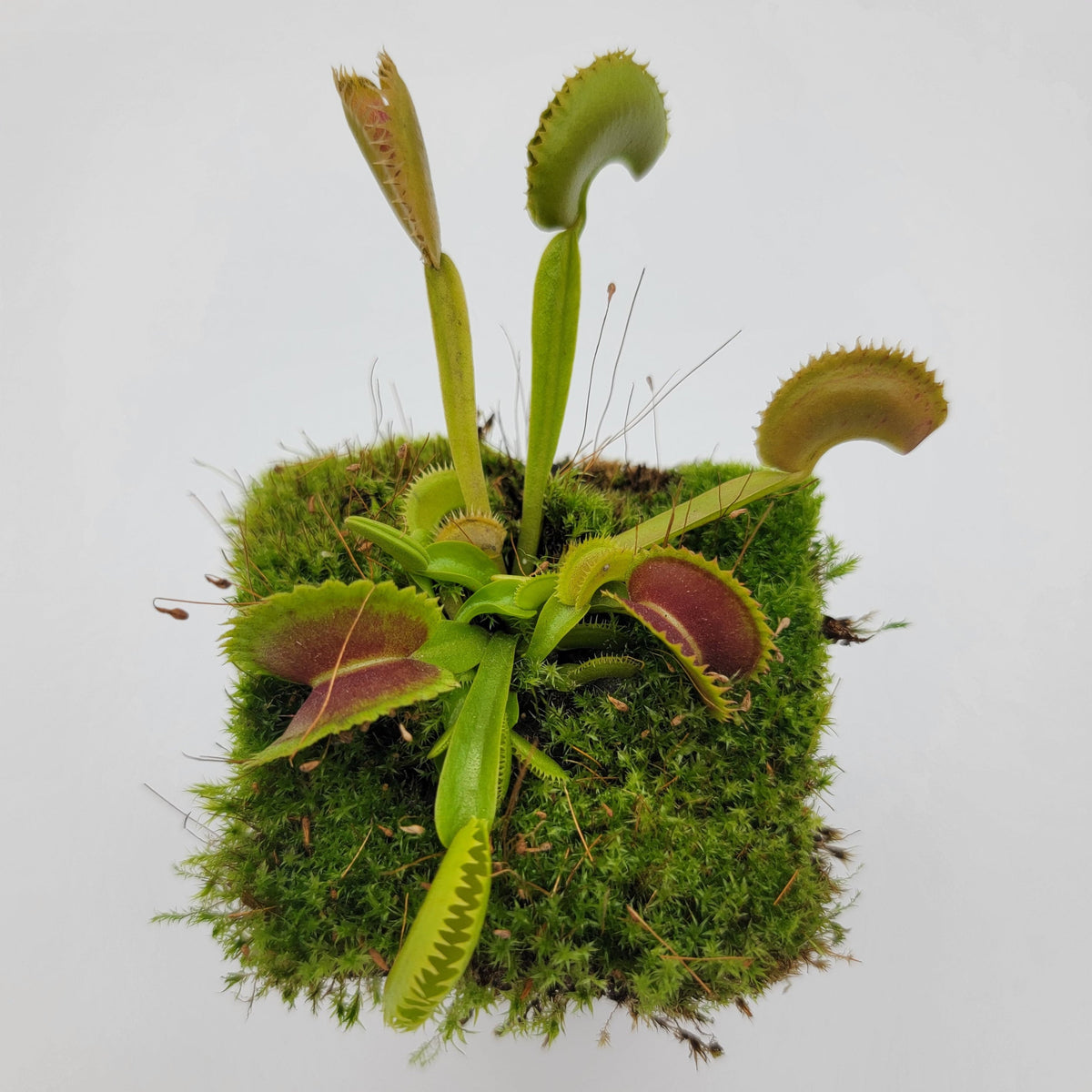 Venus flytrap (Dionaea muscipula) 'Trev's Dracula'