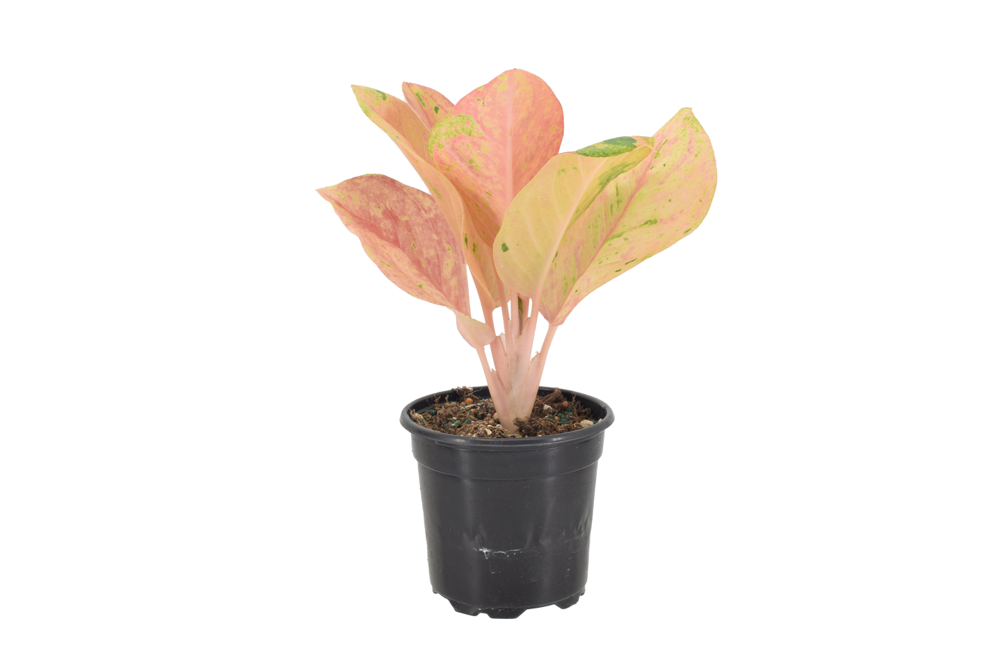 Aglaonema Pink Emerald