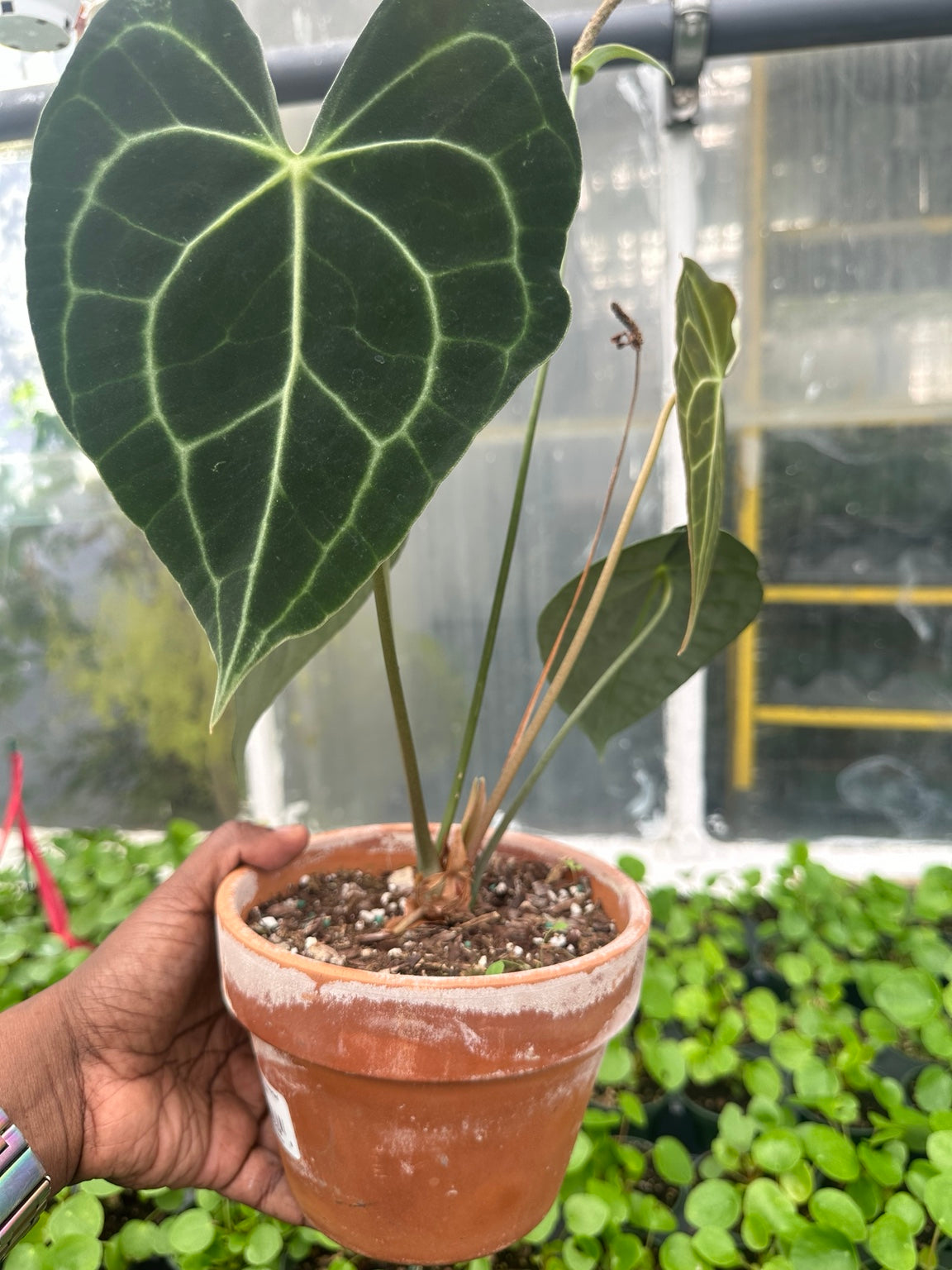 Anthurium Velvet Hybrid NoID EC-01 full plant profile