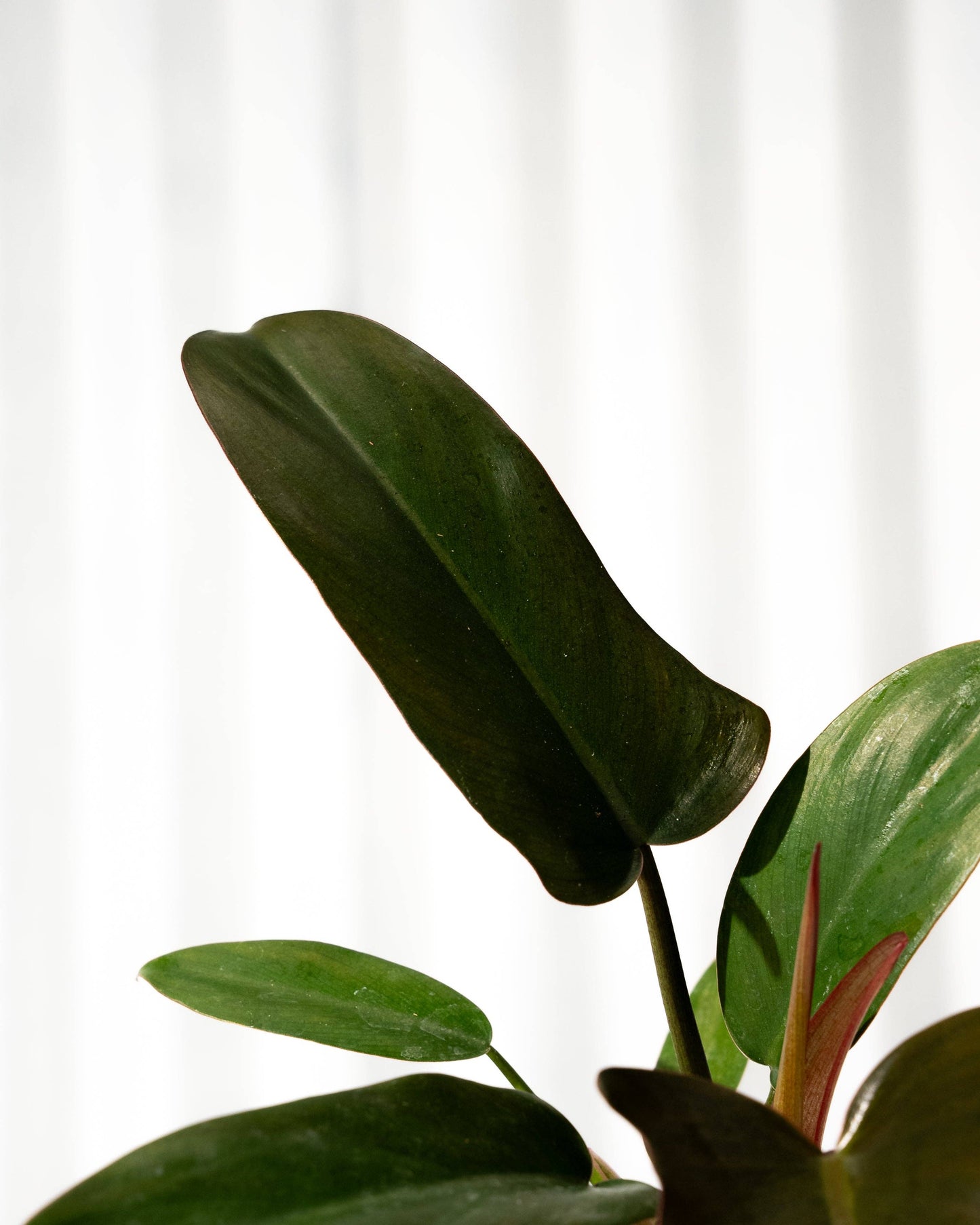 Philodendron 'Florida Bronze'