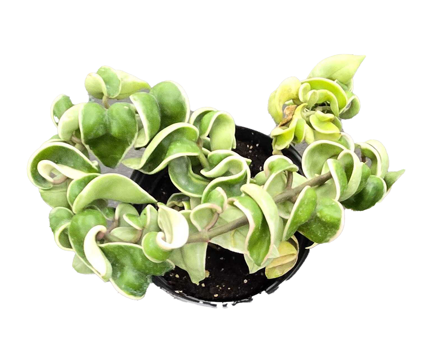 Hoya Hindu Rope Variegated
