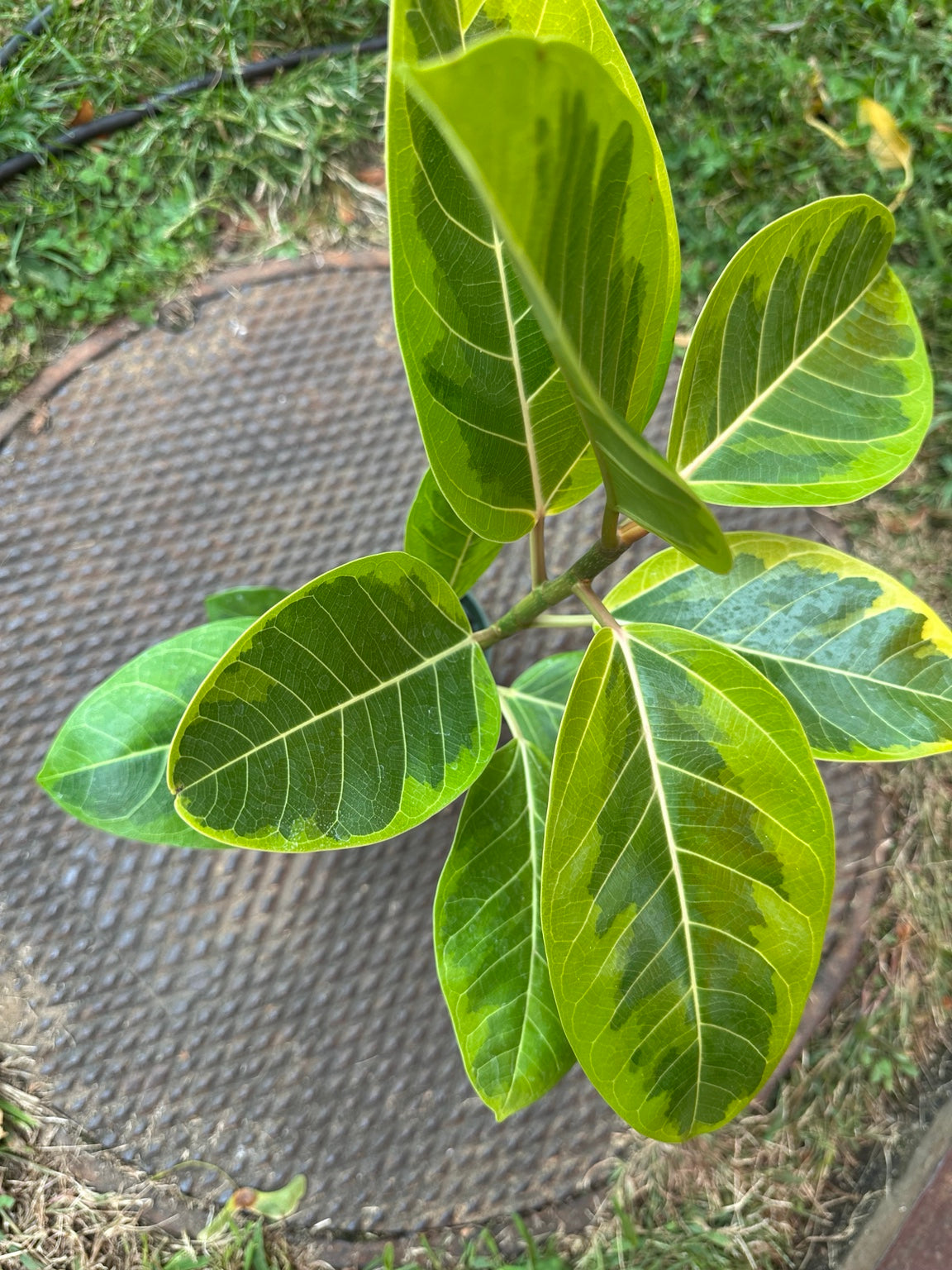 Ficus altissima Variegata layered variegated foliage and new growth detail