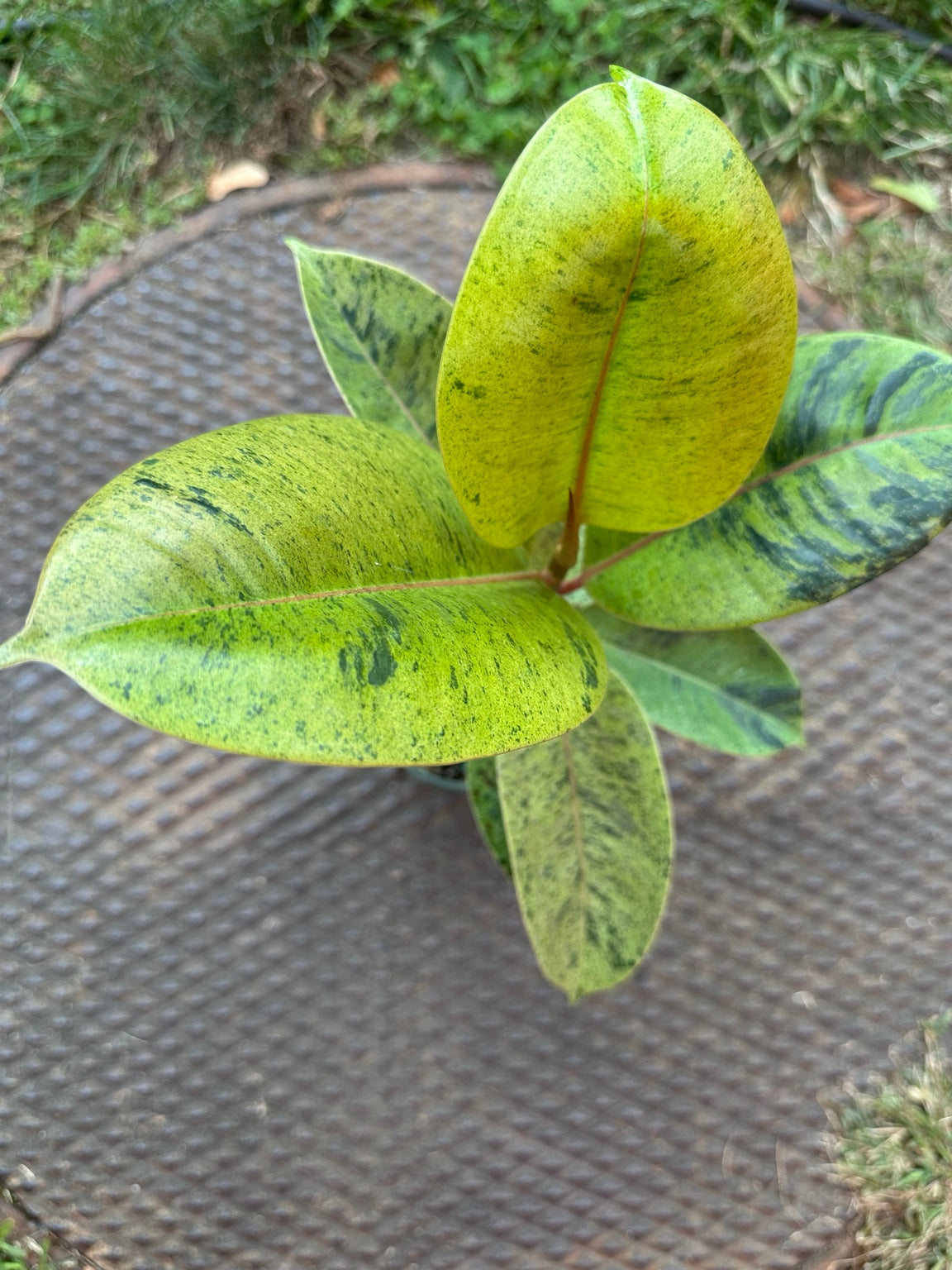 Ficus shivereana Moonshine mottled green foliage and new growth detail