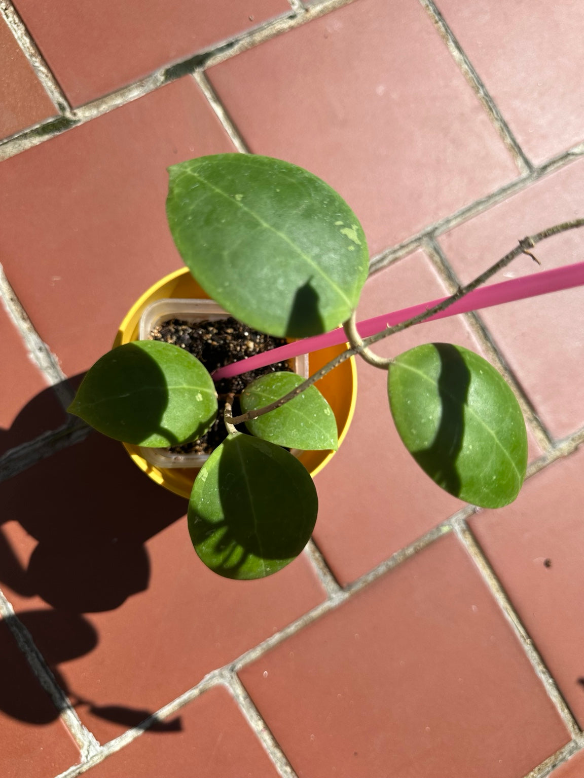 Hoya dolichosparte exact plant rooted specimen foliage