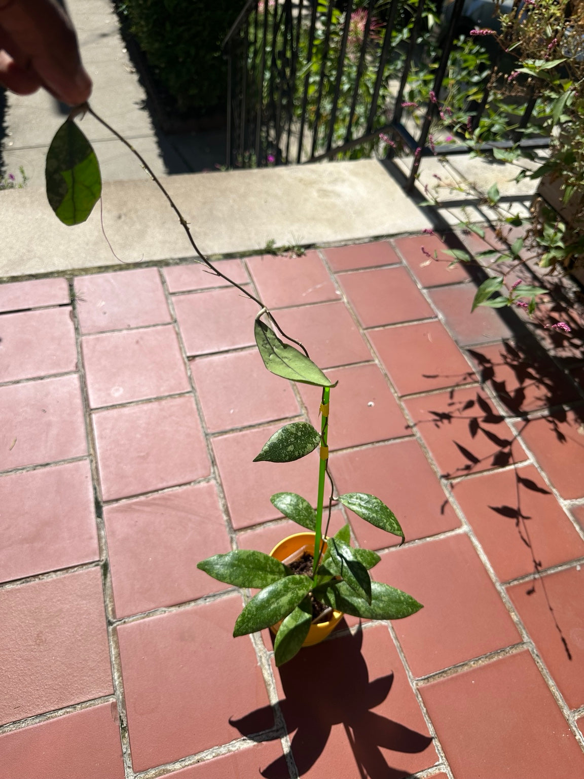 Full Hoya finlaysonii Silver exact plant showing long climbing vine